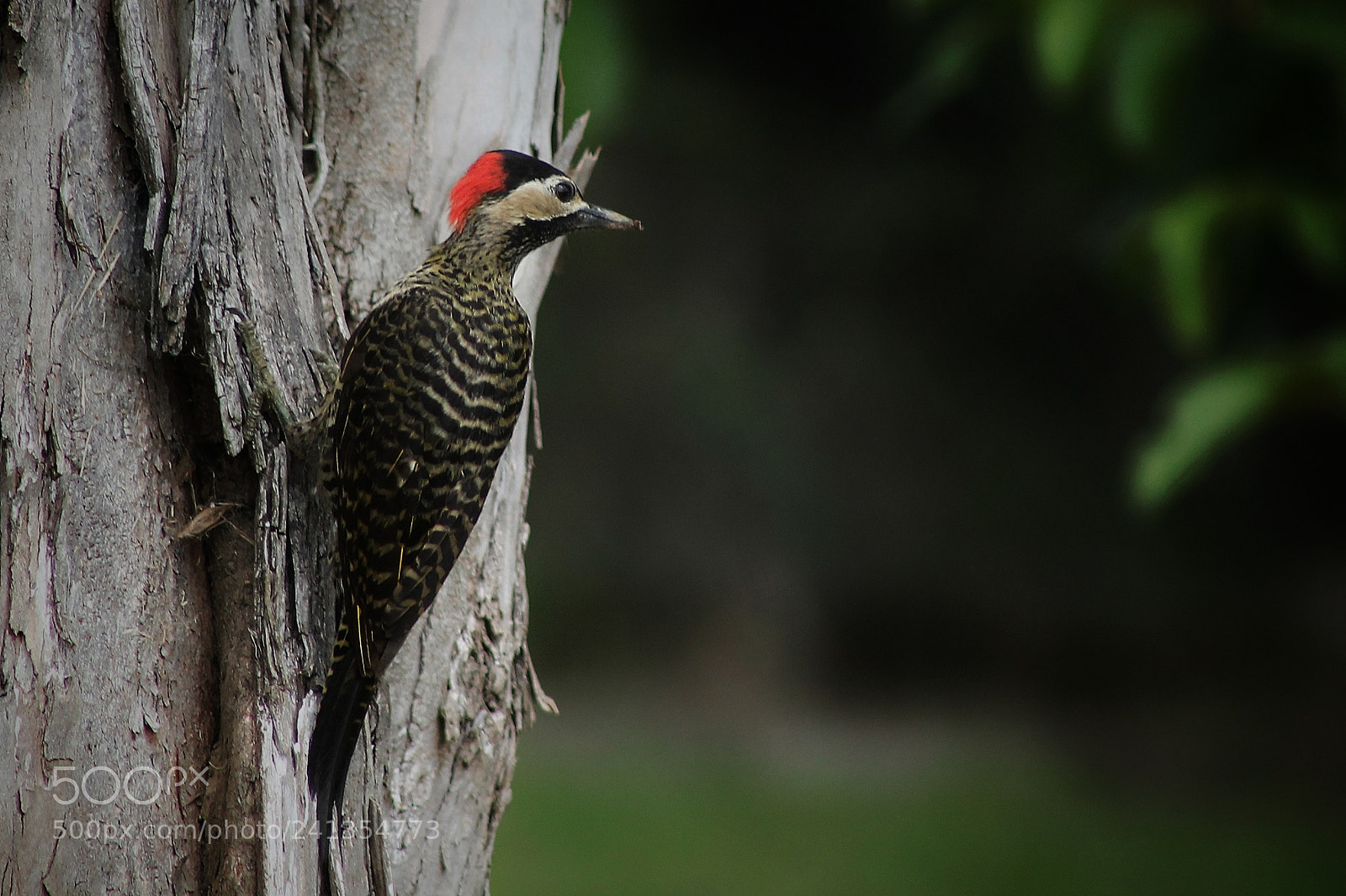 Canon EOS 1100D (EOS Rebel T3 / EOS Kiss X50) sample photo. Woodpecker photography