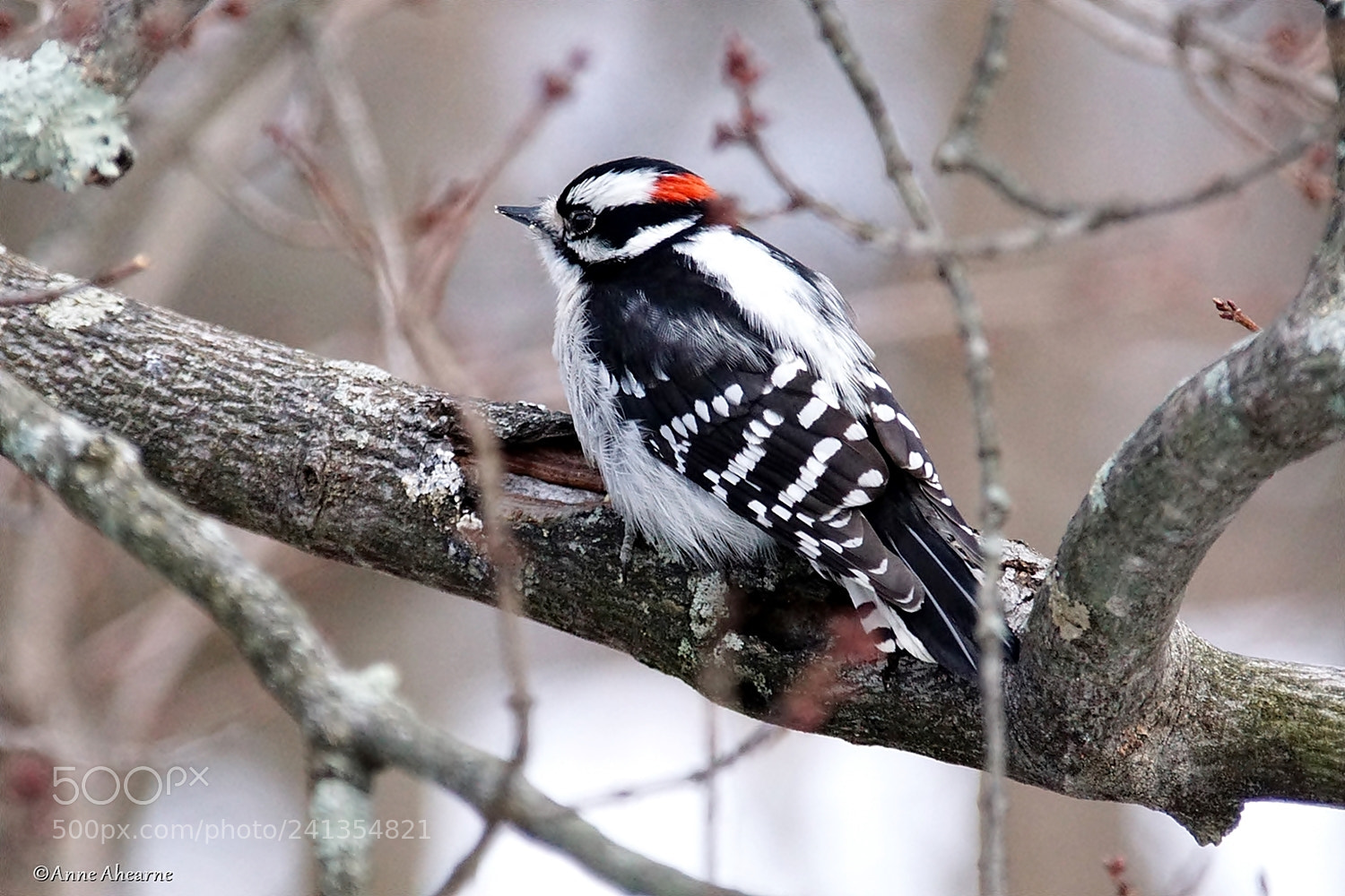 Sony ILCA-77M2 sample photo. Downy woodpecker (male) photography