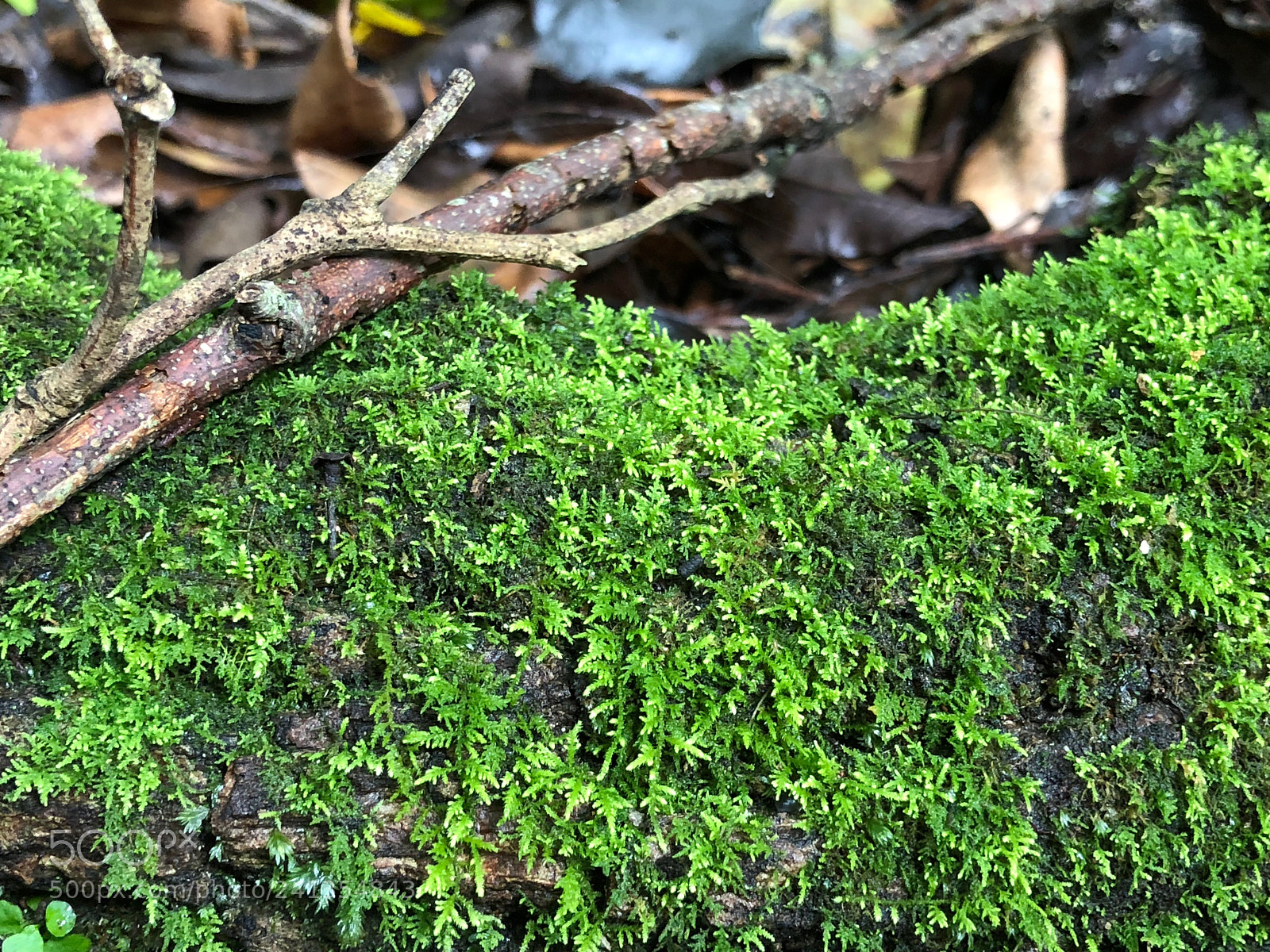 Apple iPhone X sample photo. Untitled photography