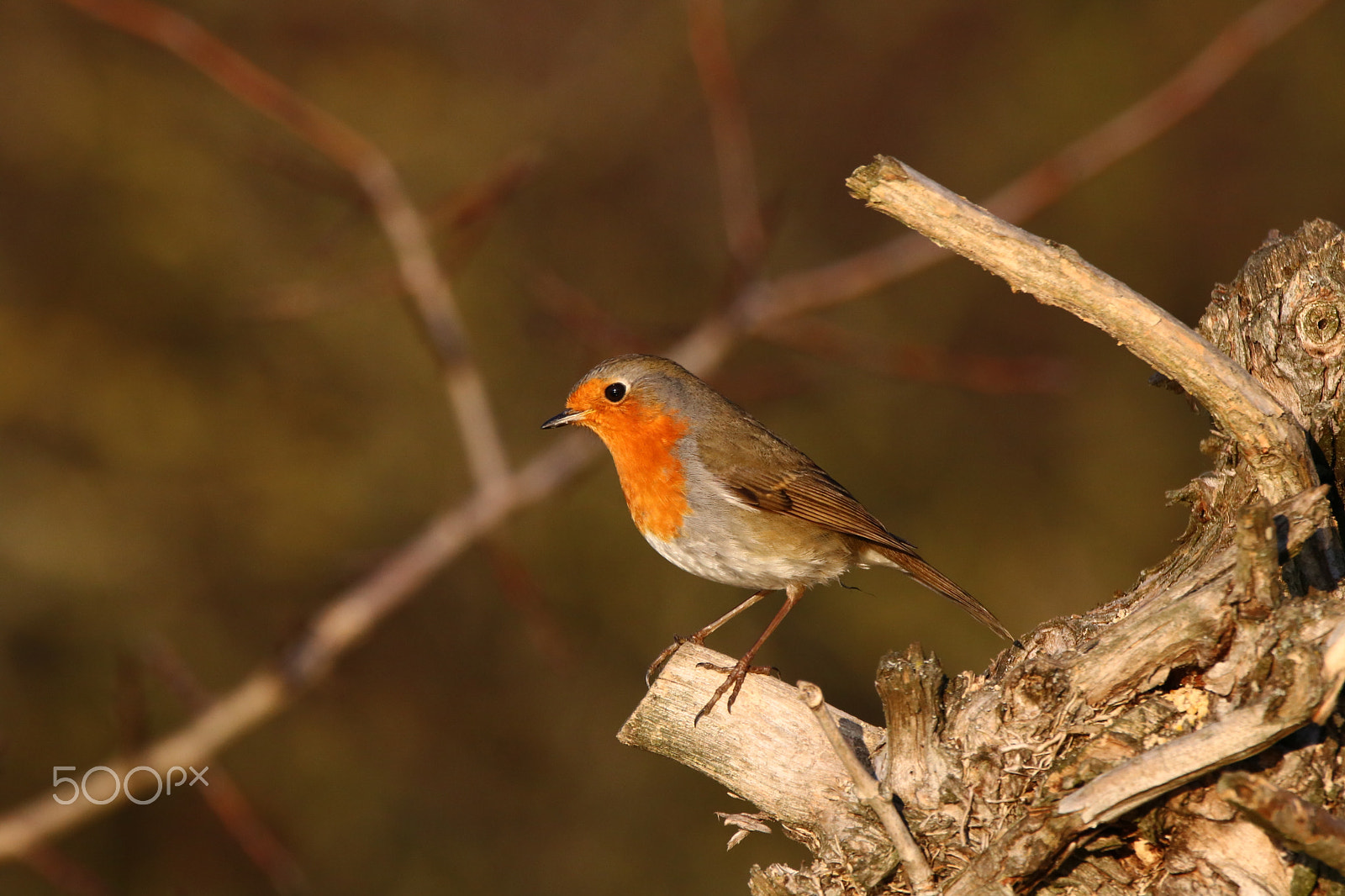 Sigma 150-600mm F5-6.3 DG OS HSM | C sample photo. Pettirosso photography