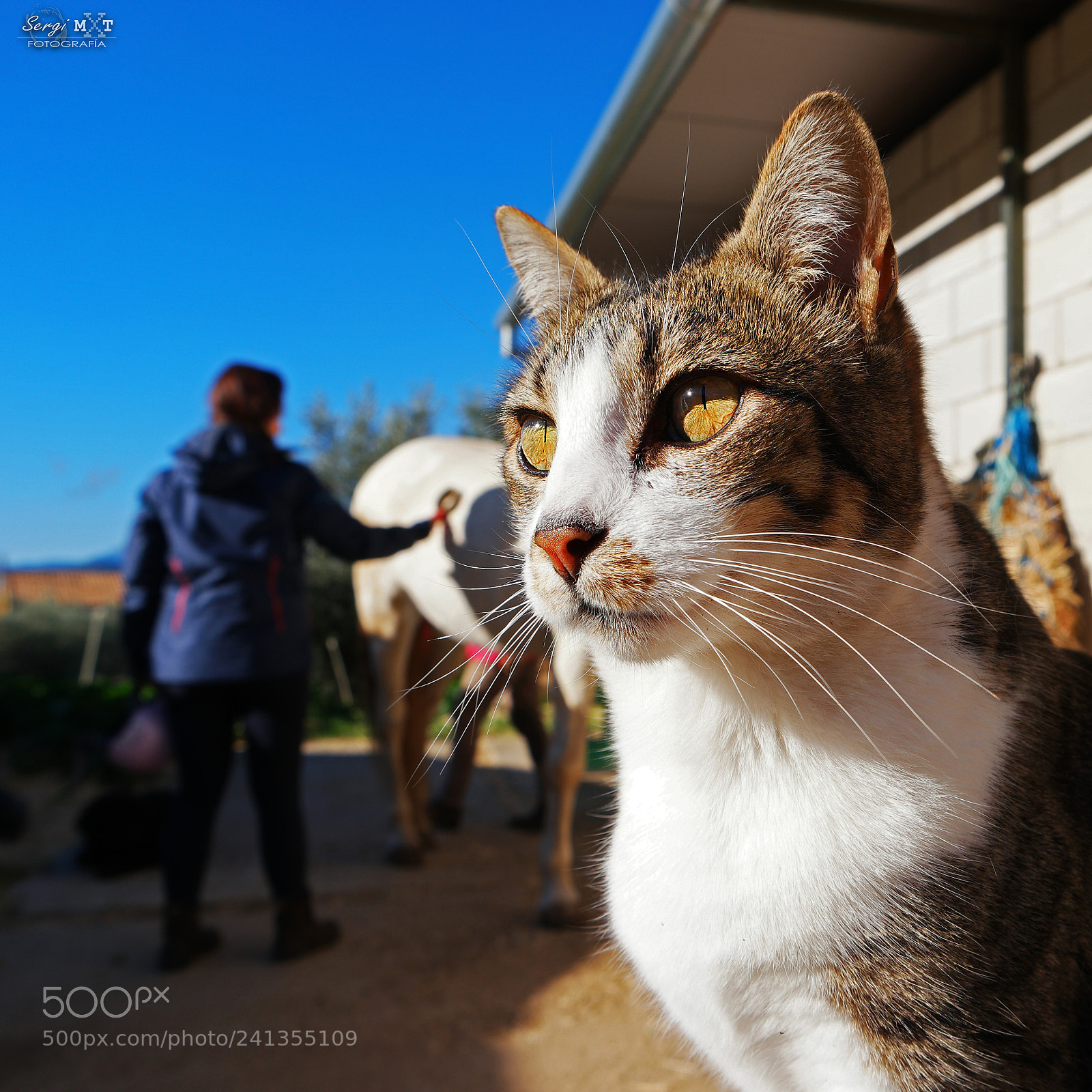 Samsung NX500 sample photo. The protector photography