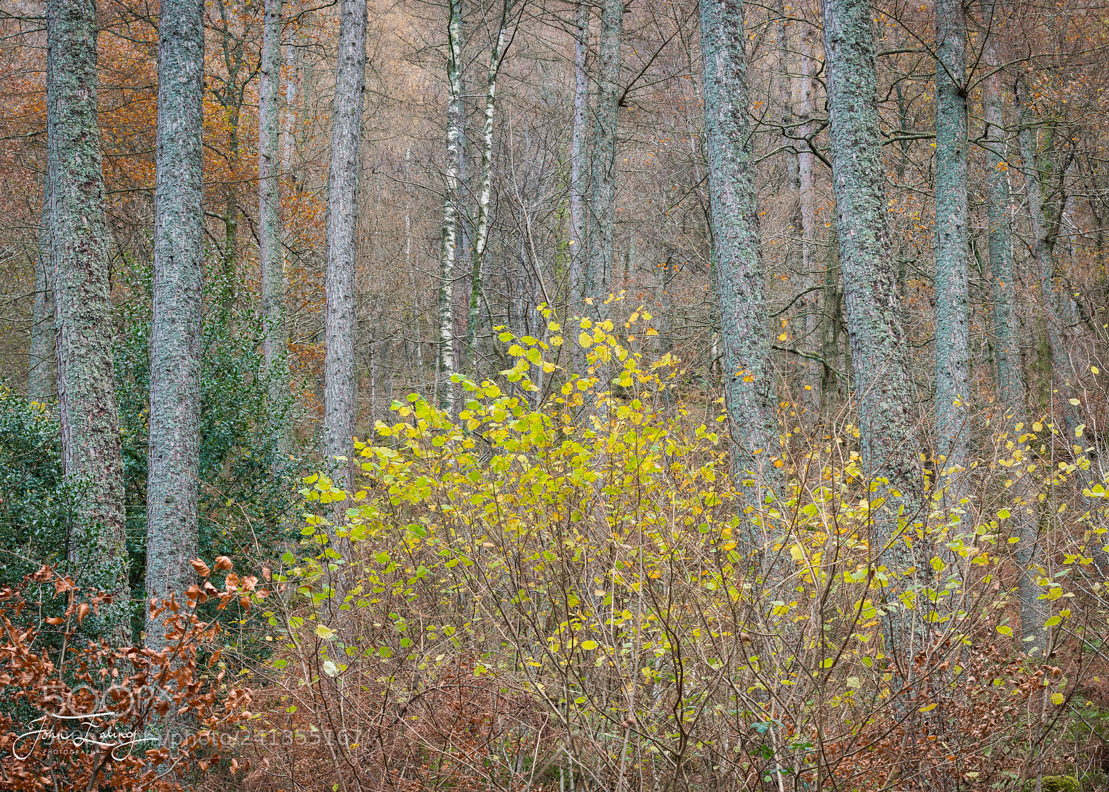 Nikon D800 sample photo. Great wood photography