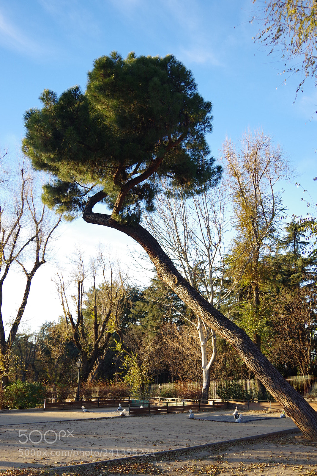 Pentax K-70 sample photo. Parque de atenas, madrid photography