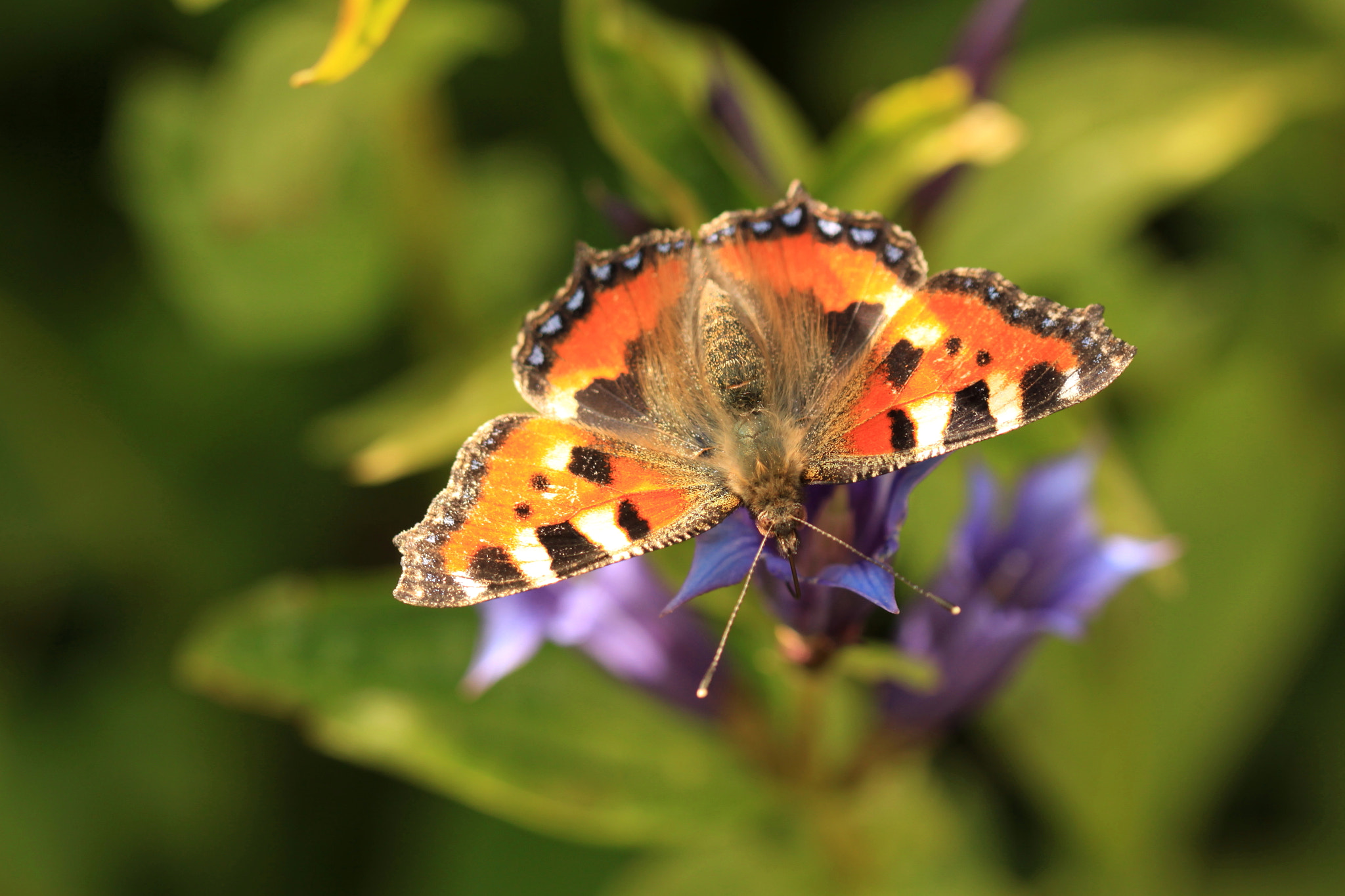 Canon EF 100mm F2.8 Macro USM sample photo. Picnic photography