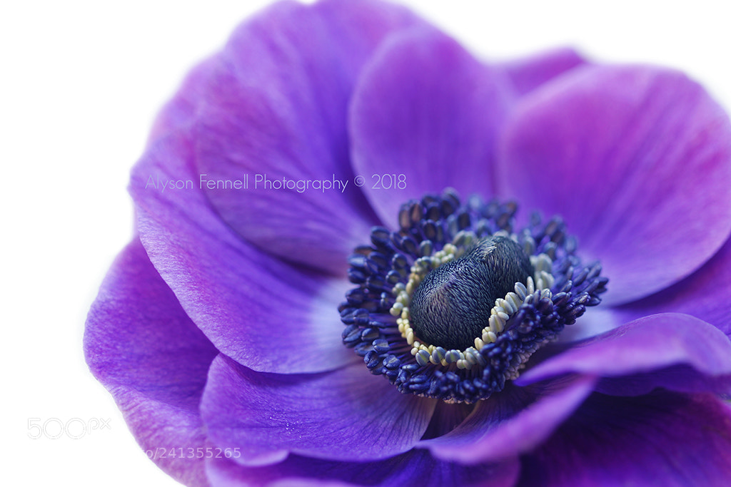 Canon EOS 550D (EOS Rebel T2i / EOS Kiss X4) sample photo. Purple anemone photography