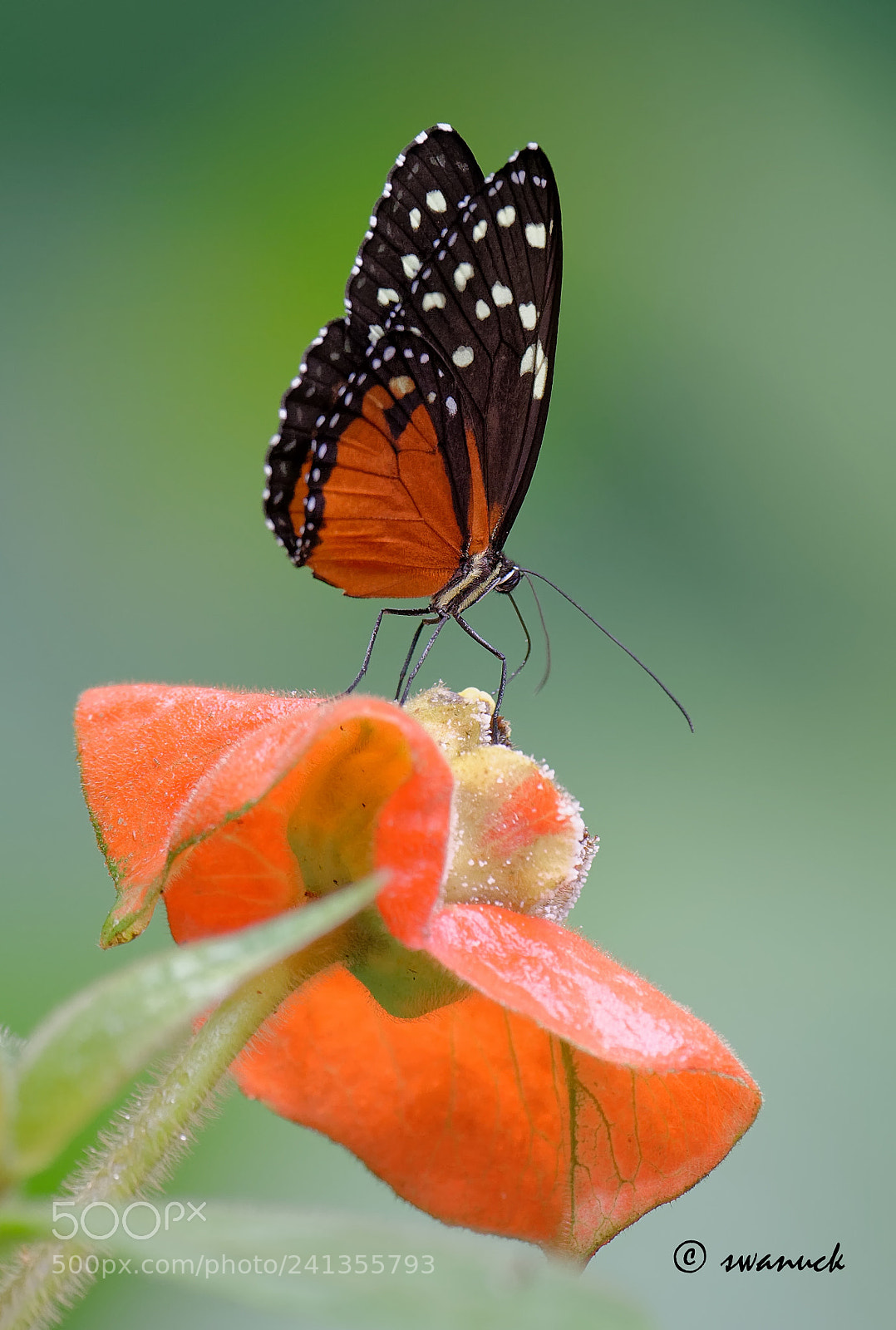 Nikon D800E sample photo. Butterfly photography