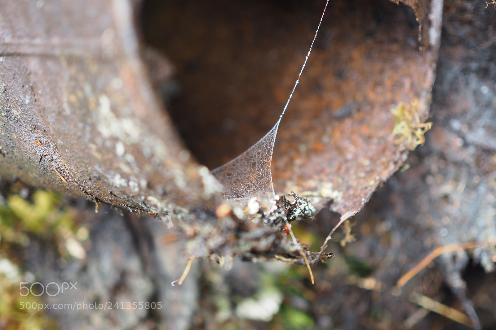Olympus OM-D E-M10 II sample photo. Cobweb photography