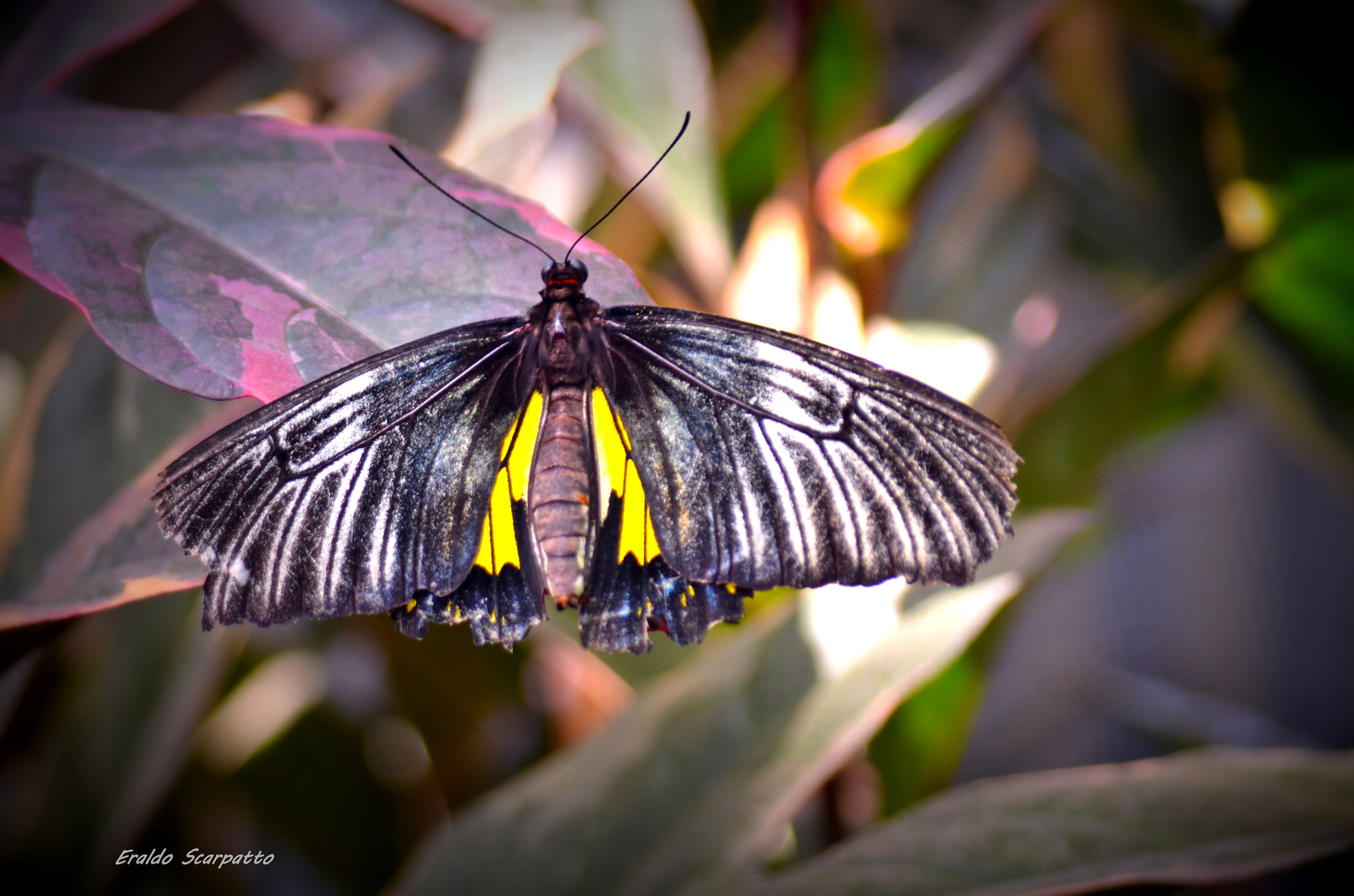 Sigma 28-200mm F3.5-5.6 Compact Aspherical Hyperzoom Macro sample photo. Dsc photography