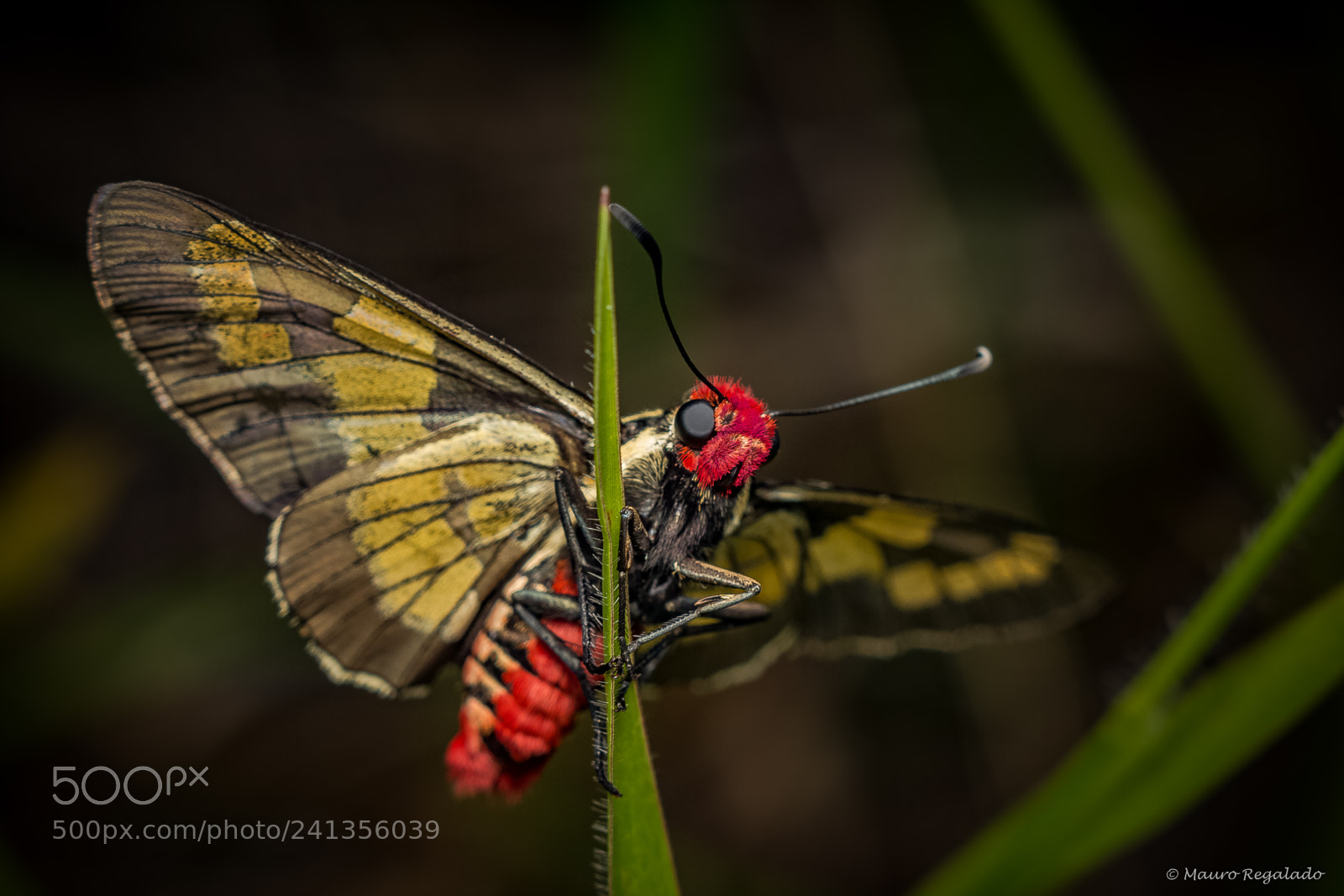Canon EOS 60D sample photo. Borboleta sarbia sp photography