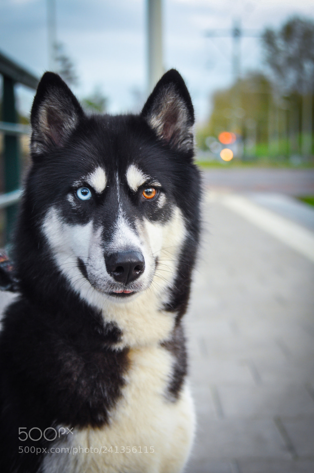 Nikon D90 sample photo. New friend with beautiful photography