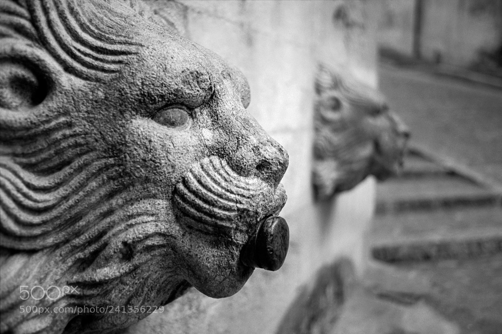 Nikon D800 sample photo. Lleons de la mare photography