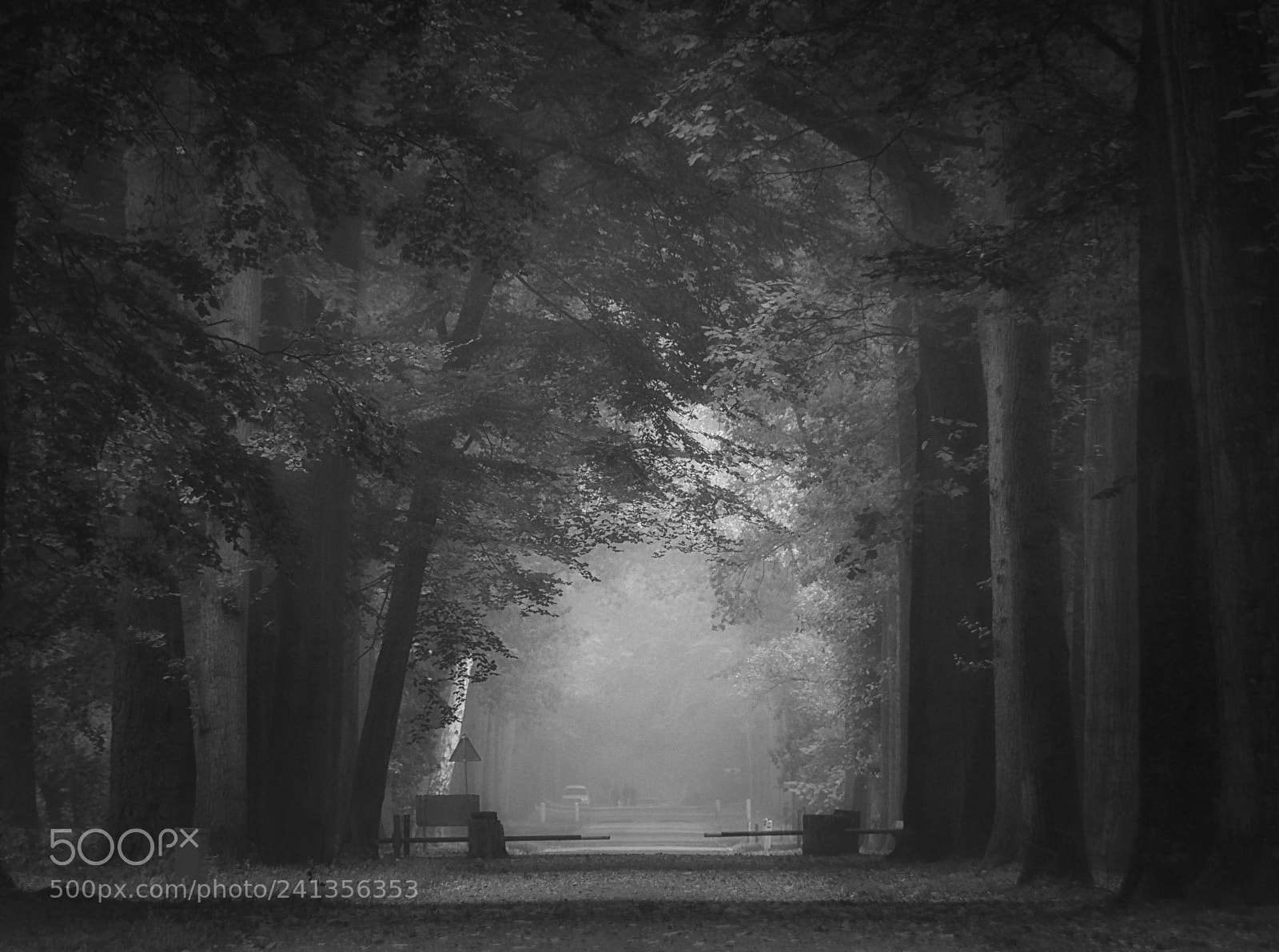 Samsung NX1 sample photo. Dream forest photography