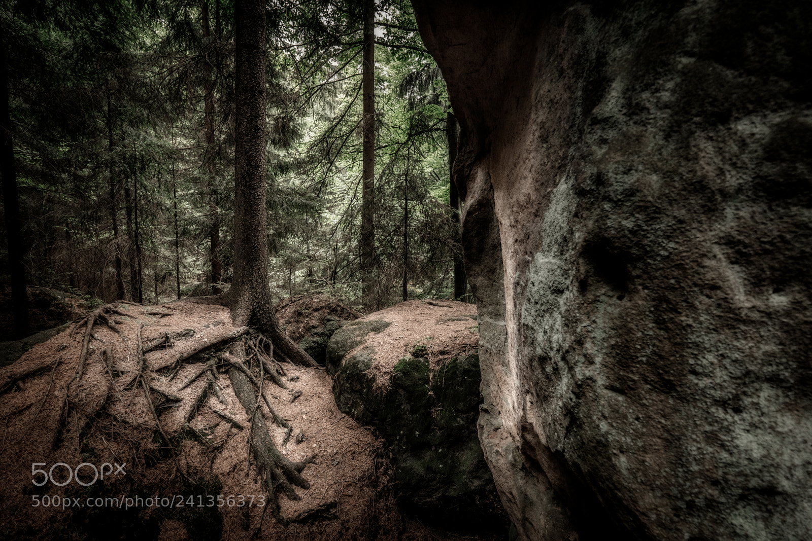 Fujifilm X-T2 sample photo. Tree and rock photography