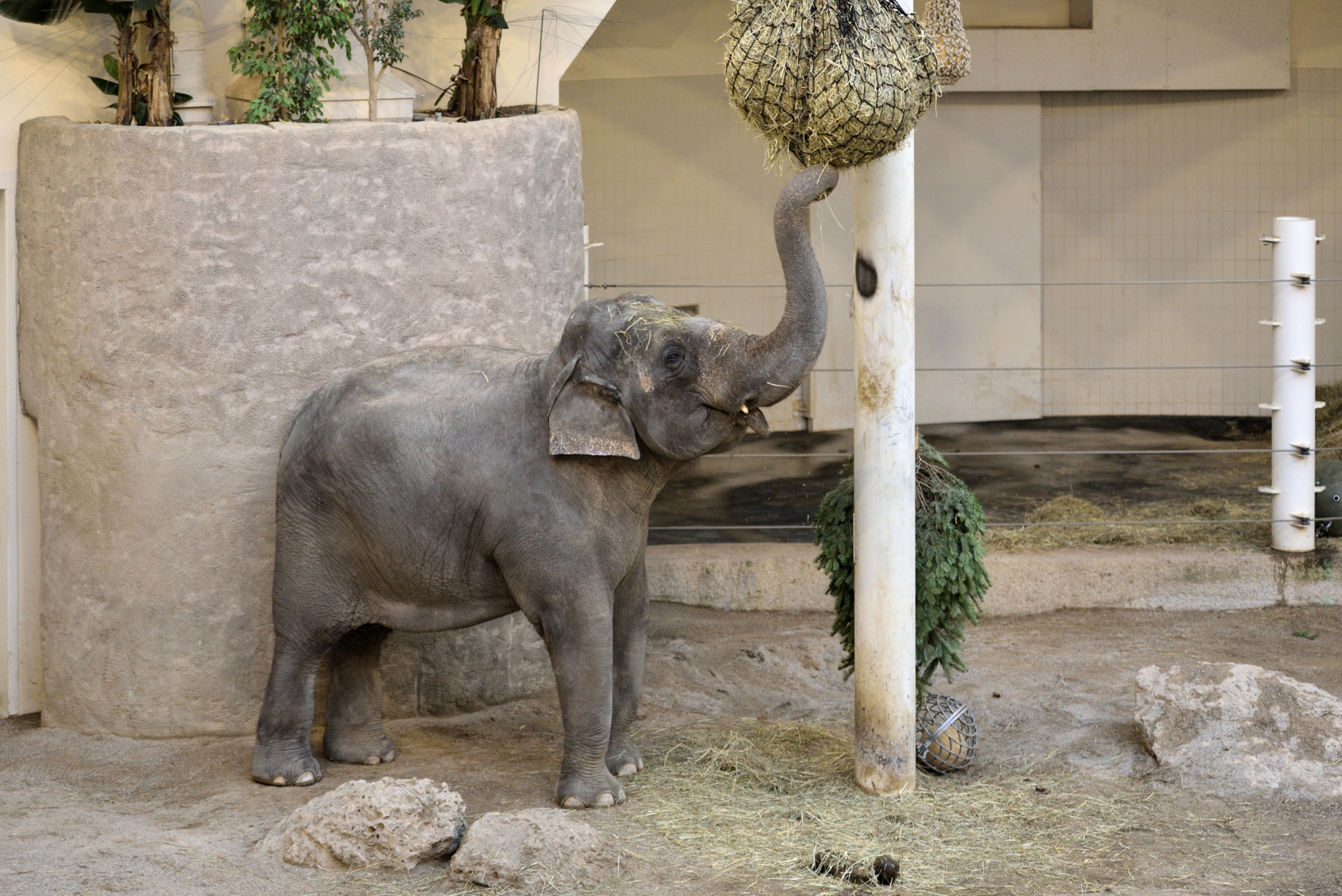 Nikon AF-S Nikkor 70-200mm F2.8G ED VR II sample photo. Eating elephant in zoo hellabrunn munich photography