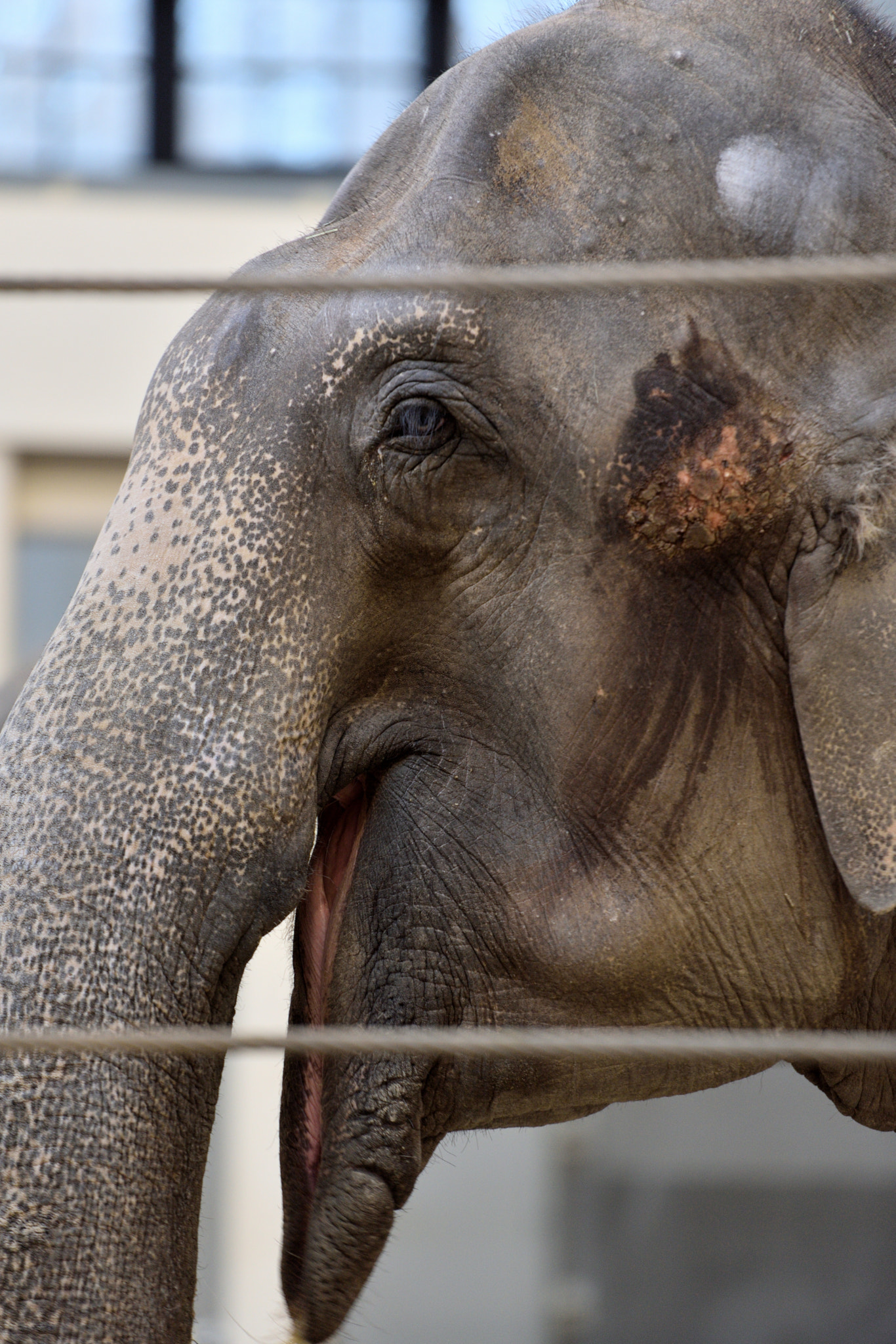 Nikon AF-S Nikkor 70-200mm F2.8G ED VR II sample photo. Elephant in zoo hellabrunn munich photography