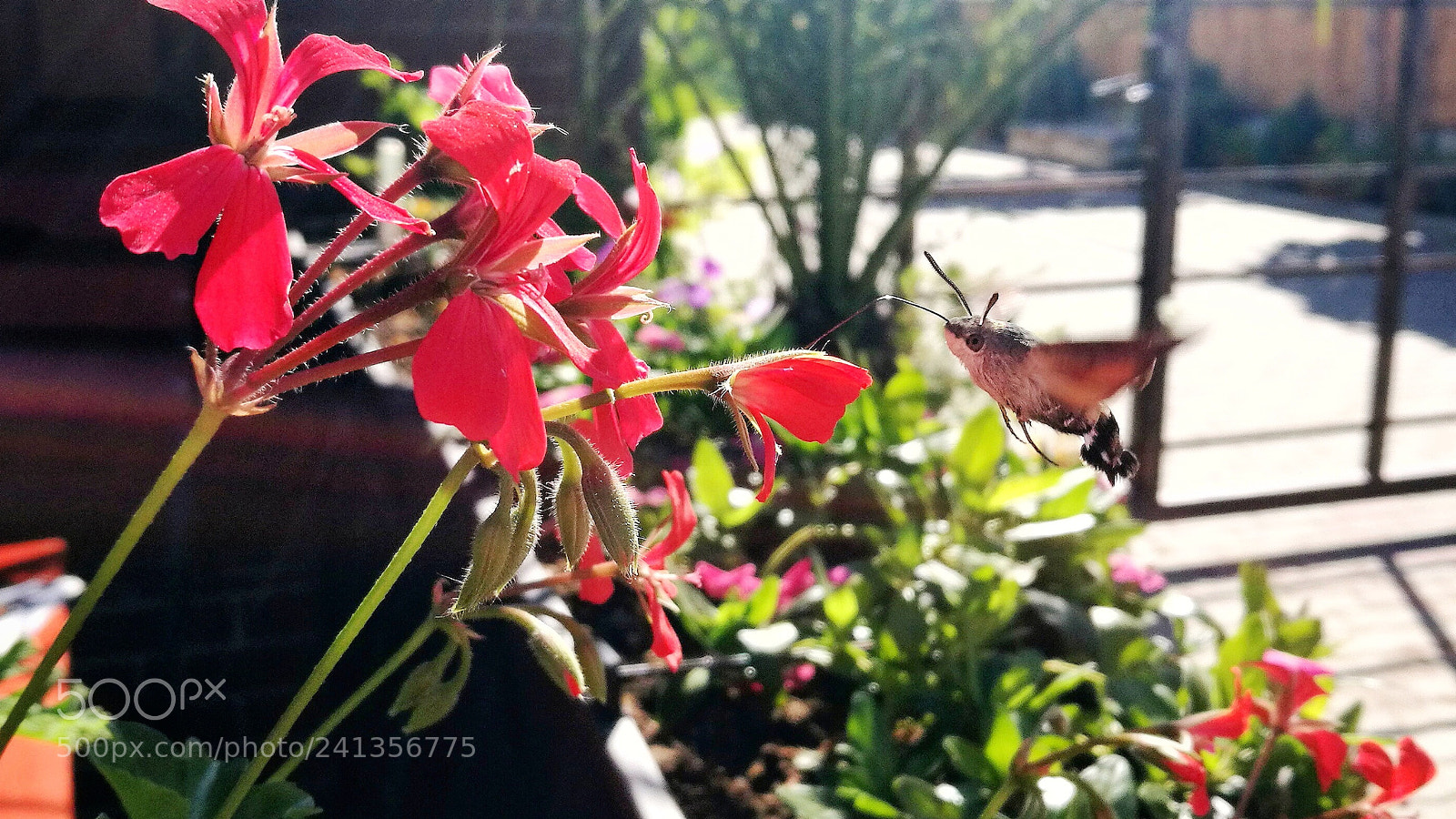 HUAWEI P9 sample photo. Untitled photography
