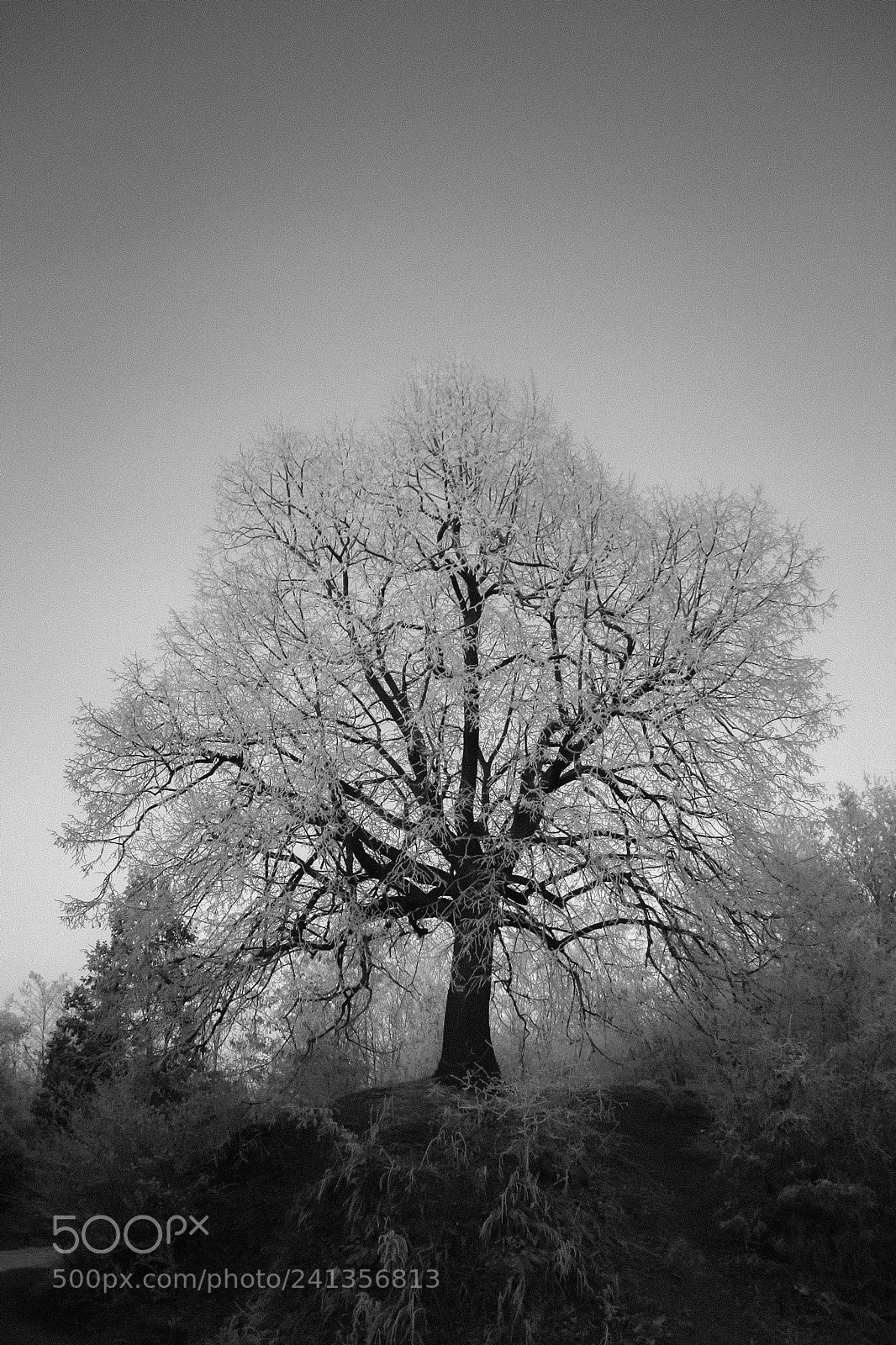 Canon EOS 350D (EOS Digital Rebel XT / EOS Kiss Digital N) sample photo. Tree of life photography