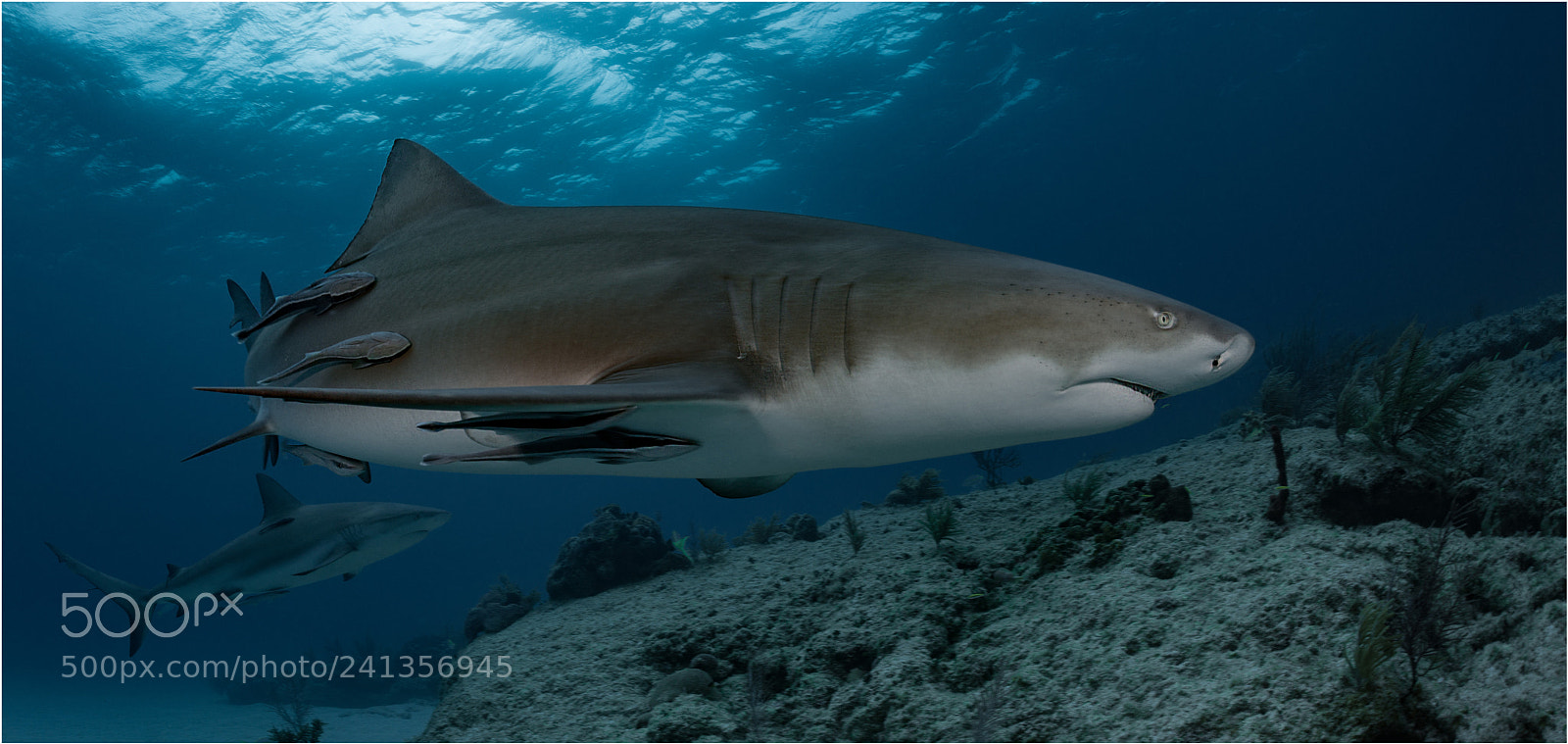 Nikon D800E sample photo. Predator photography