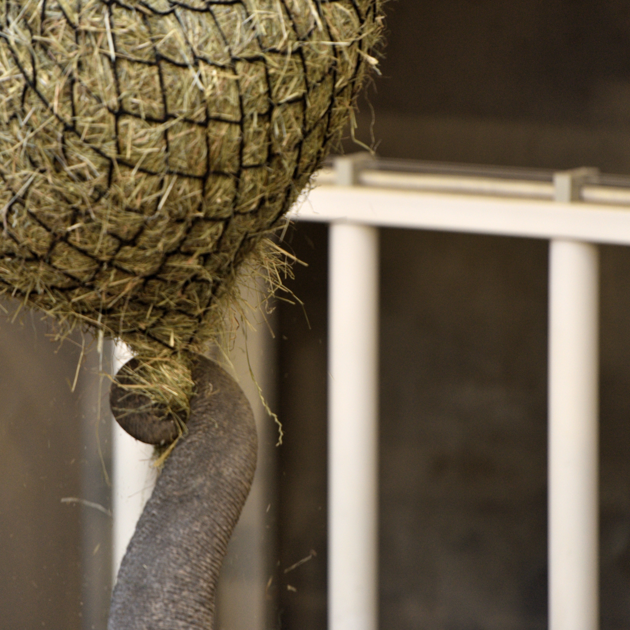Nikon AF-S Nikkor 70-200mm F2.8G ED VR II sample photo. Elephant trunk in zoo hellabrunn munich photography