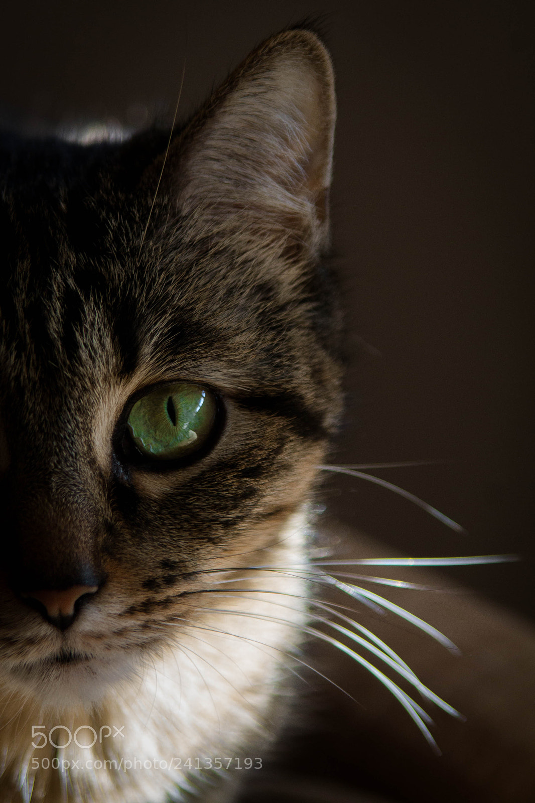 Canon EOS 1100D (EOS Rebel T3 / EOS Kiss X50) sample photo. Cat photography