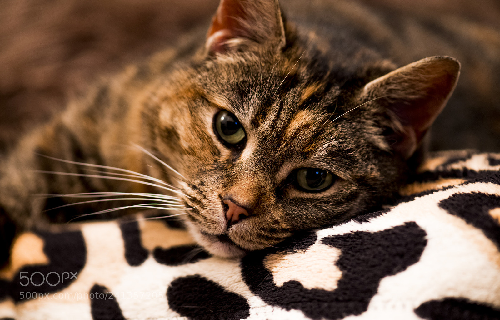 Nikon D850 sample photo. Cute cat photography