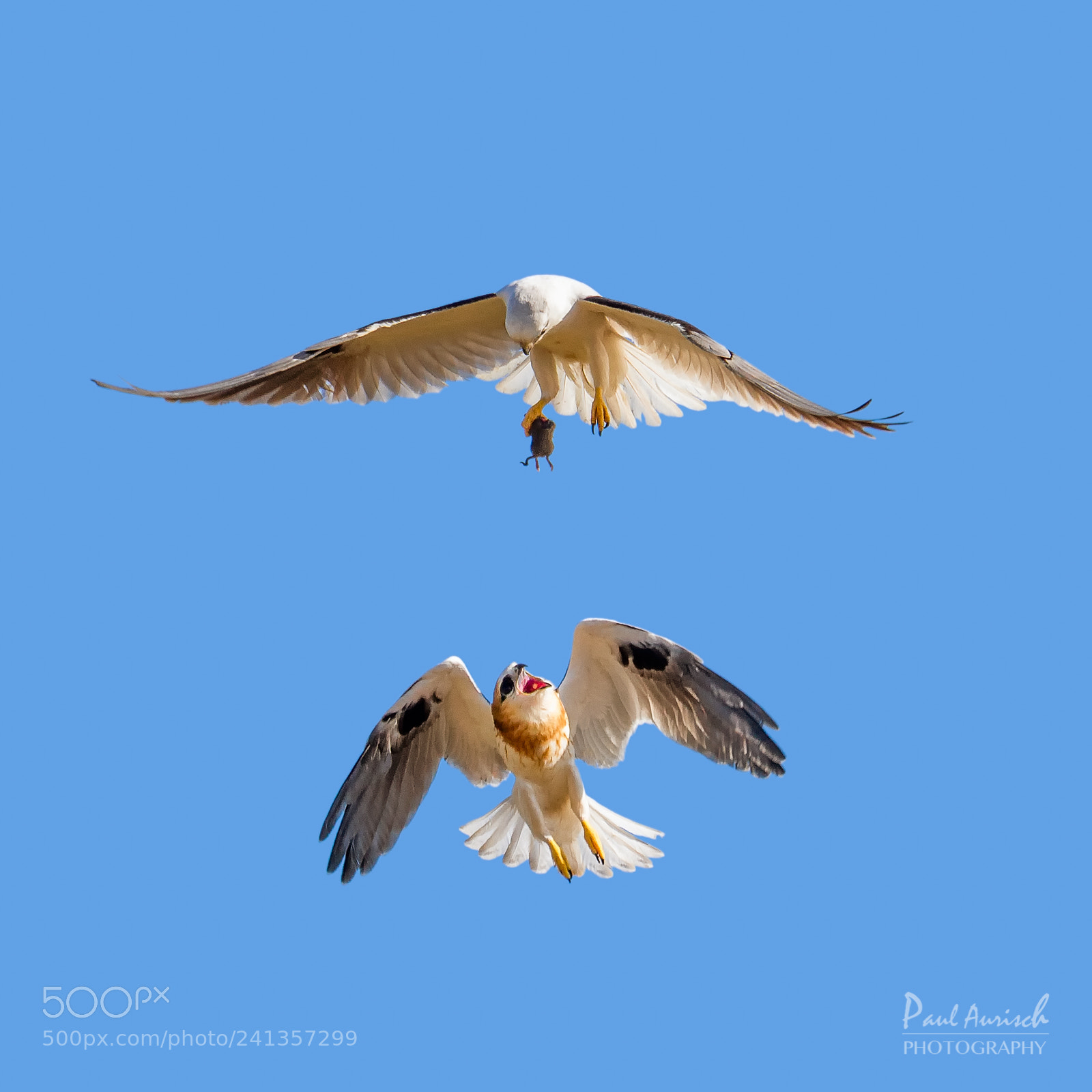 Nikon D500 sample photo. Black-shouldered kite photography