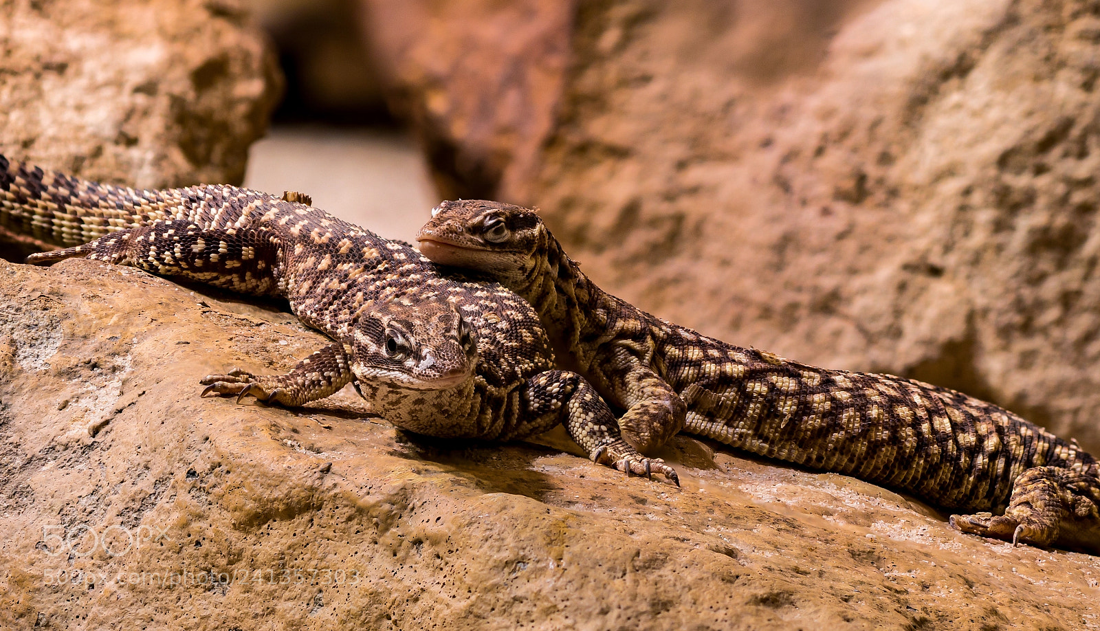 Panasonic DMC-G81 sample photo. Double lizard photography