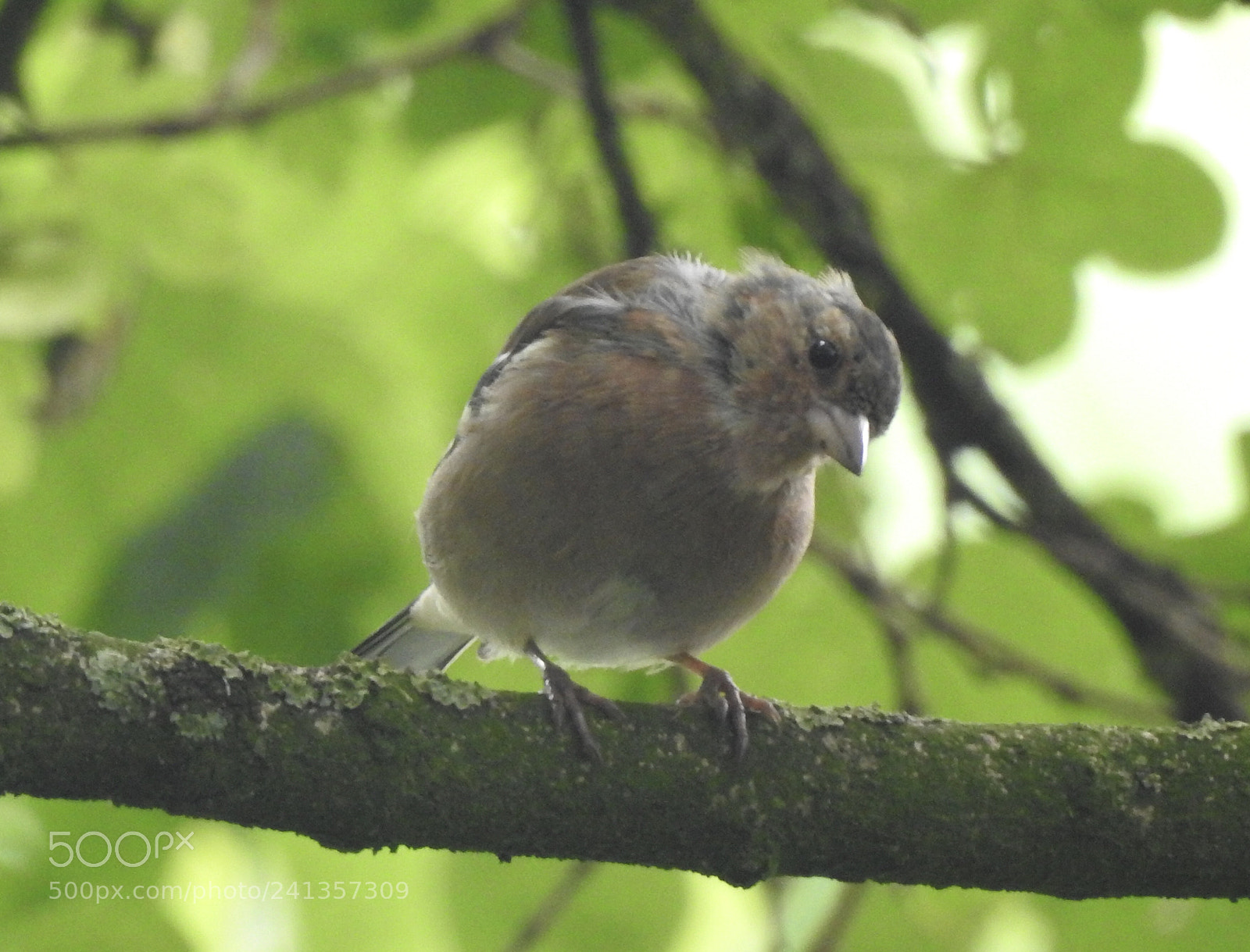 Nikon Coolpix P900 sample photo. Finch.... photography