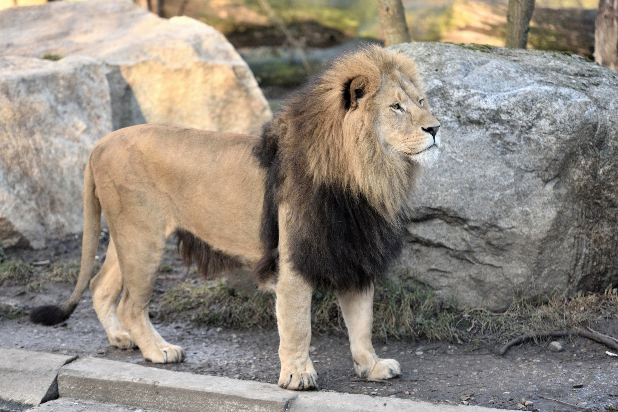 Nikon AF-S Nikkor 70-200mm F2.8G ED VR II sample photo. Lion in zoo hellabrunn munich photography