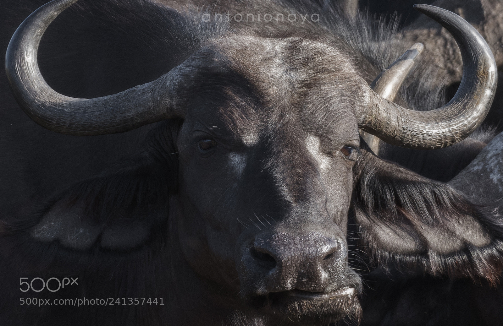 Nikon D7100 sample photo. Bufalo, kruger pn.sud frica photography