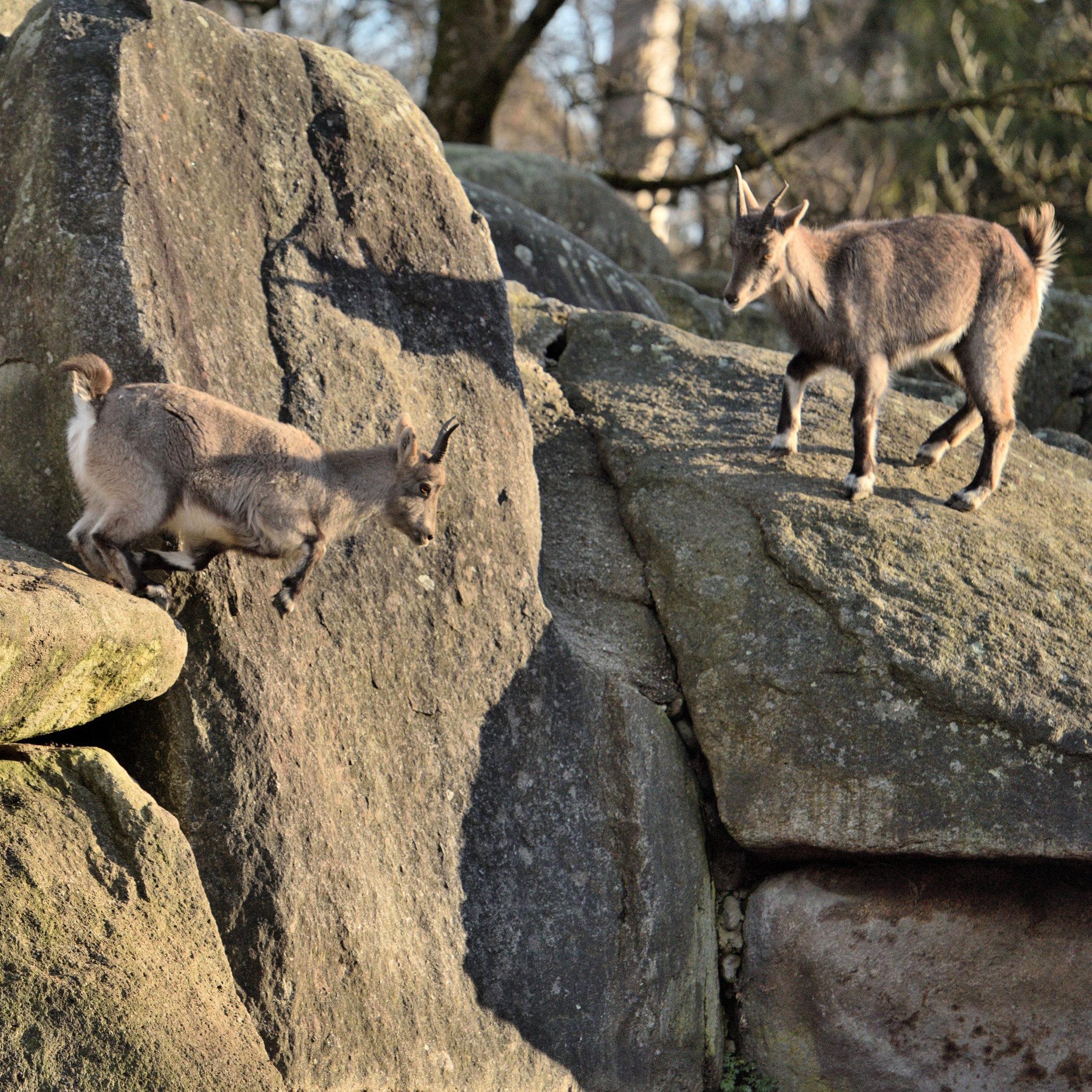 Nikon AF-S Nikkor 70-200mm F2.8G ED VR II sample photo. Alpine ibex in zoo hellabrunn munich photography