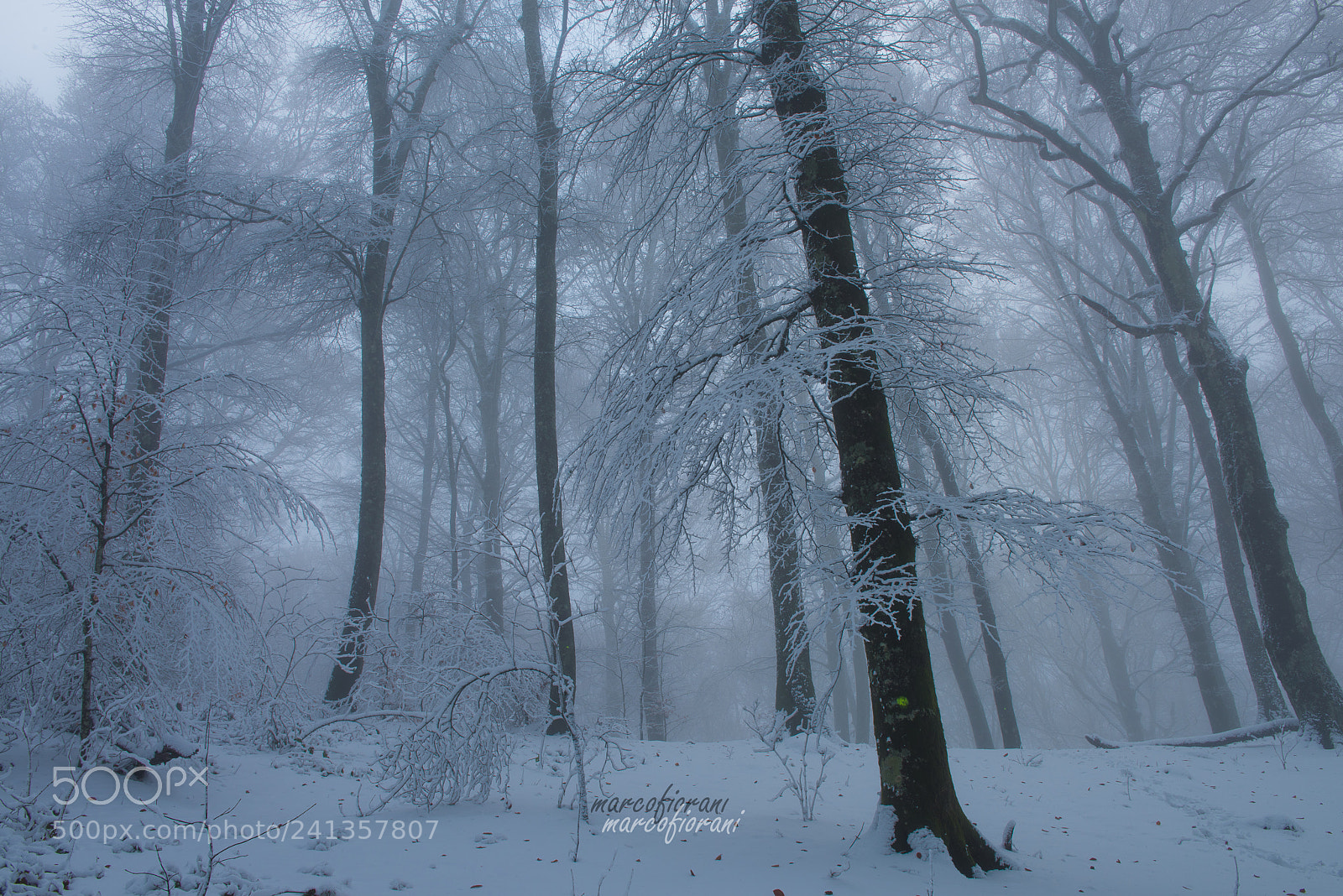Nikon D810 sample photo. Winter forest photography