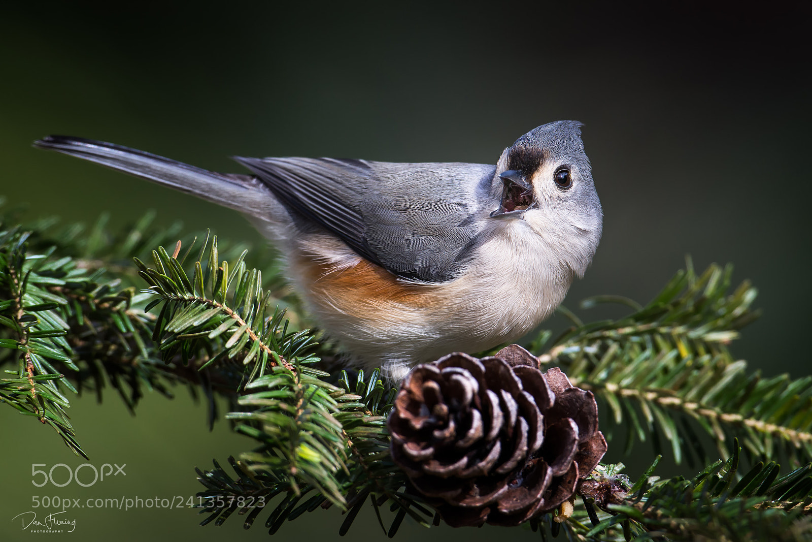 Canon EOS-1D X sample photo. Angry titmouse photography