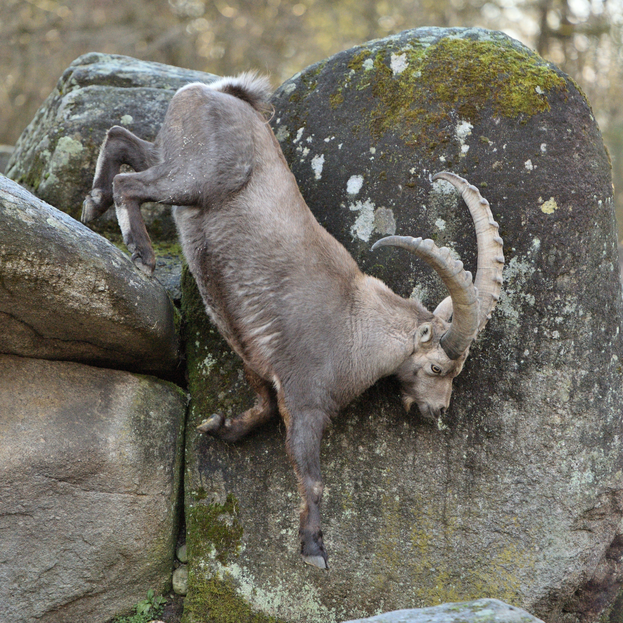 Nikon AF-S Nikkor 70-200mm F2.8G ED VR II sample photo. Ibex in zoo hellabrunn munich photography