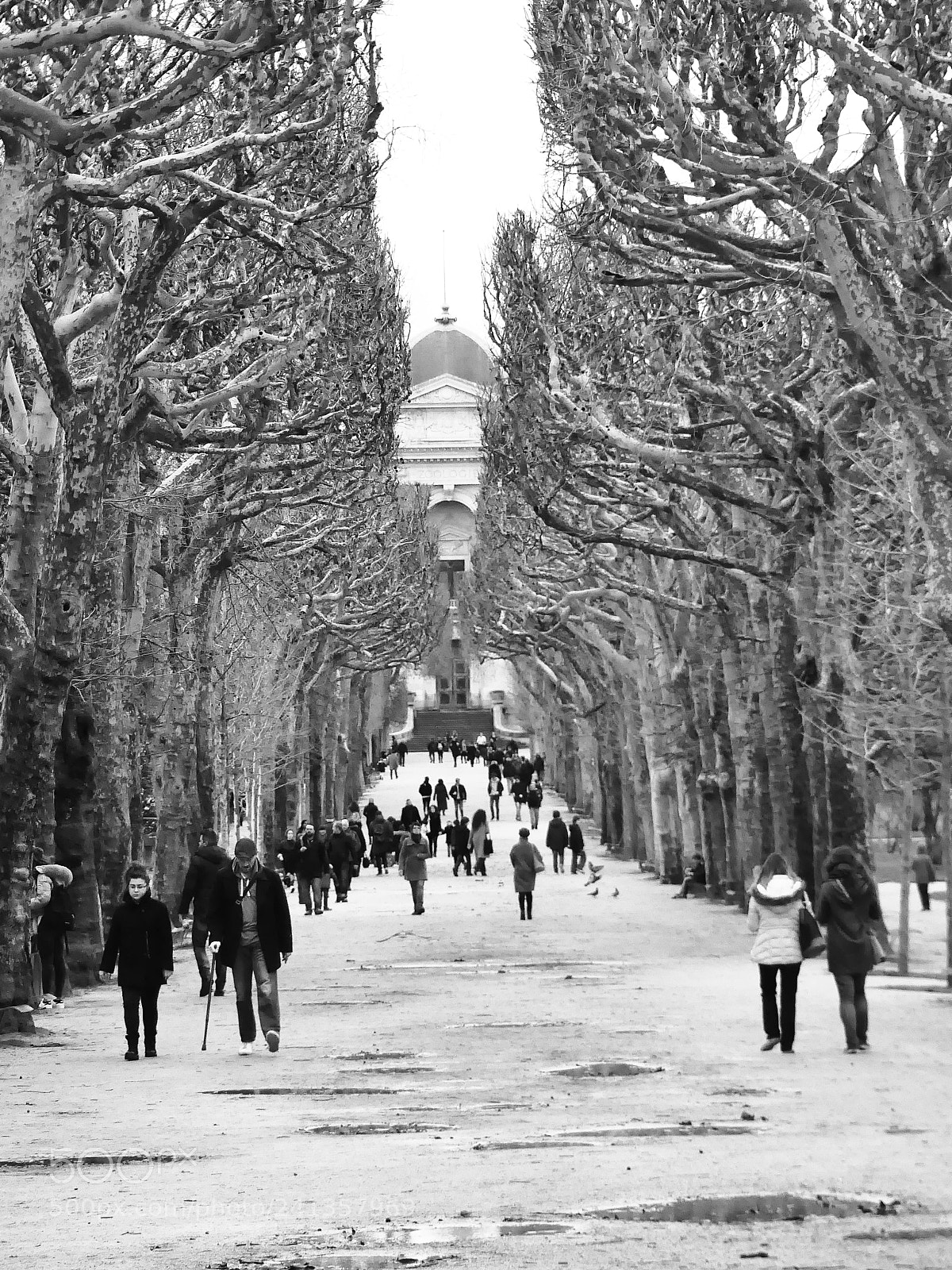Panasonic Lumix DMC-FZ300 sample photo. Jardin de plantes. photography