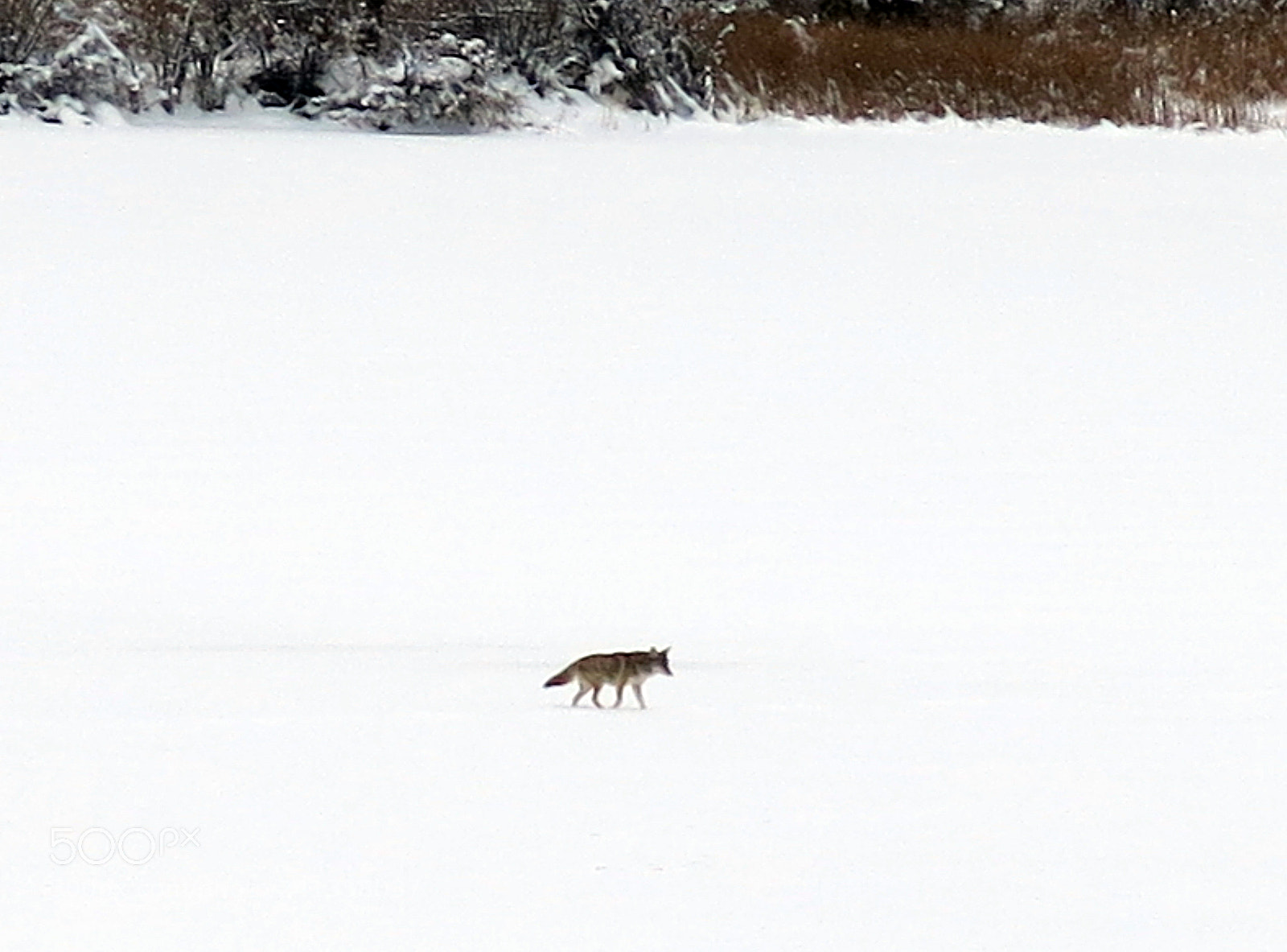 Canon PowerShot G15 sample photo. Wolf lake photography