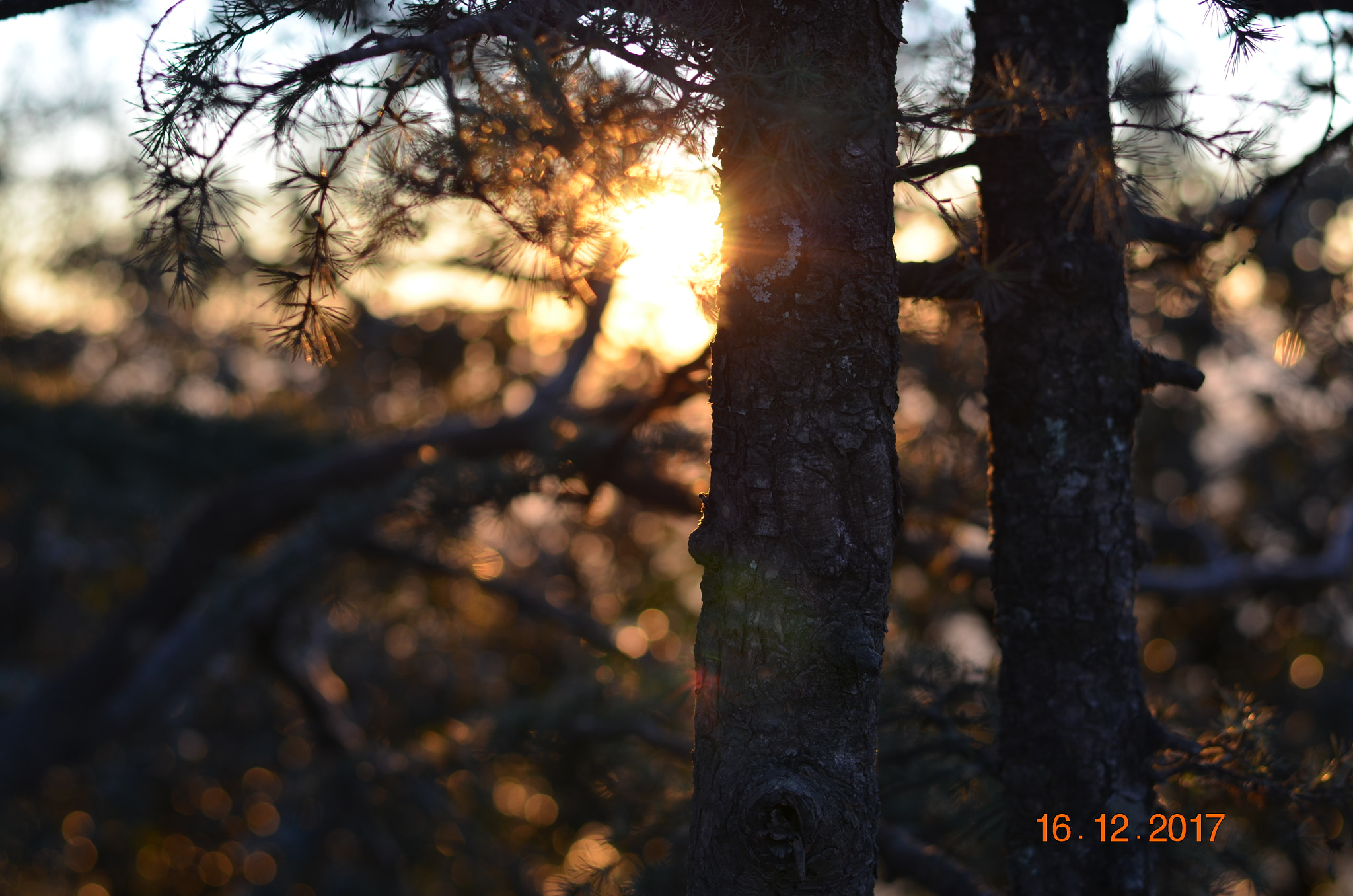 Nikon D5100 + Nikon AF-S Nikkor 50mm F1.8G sample photo. Trees photography