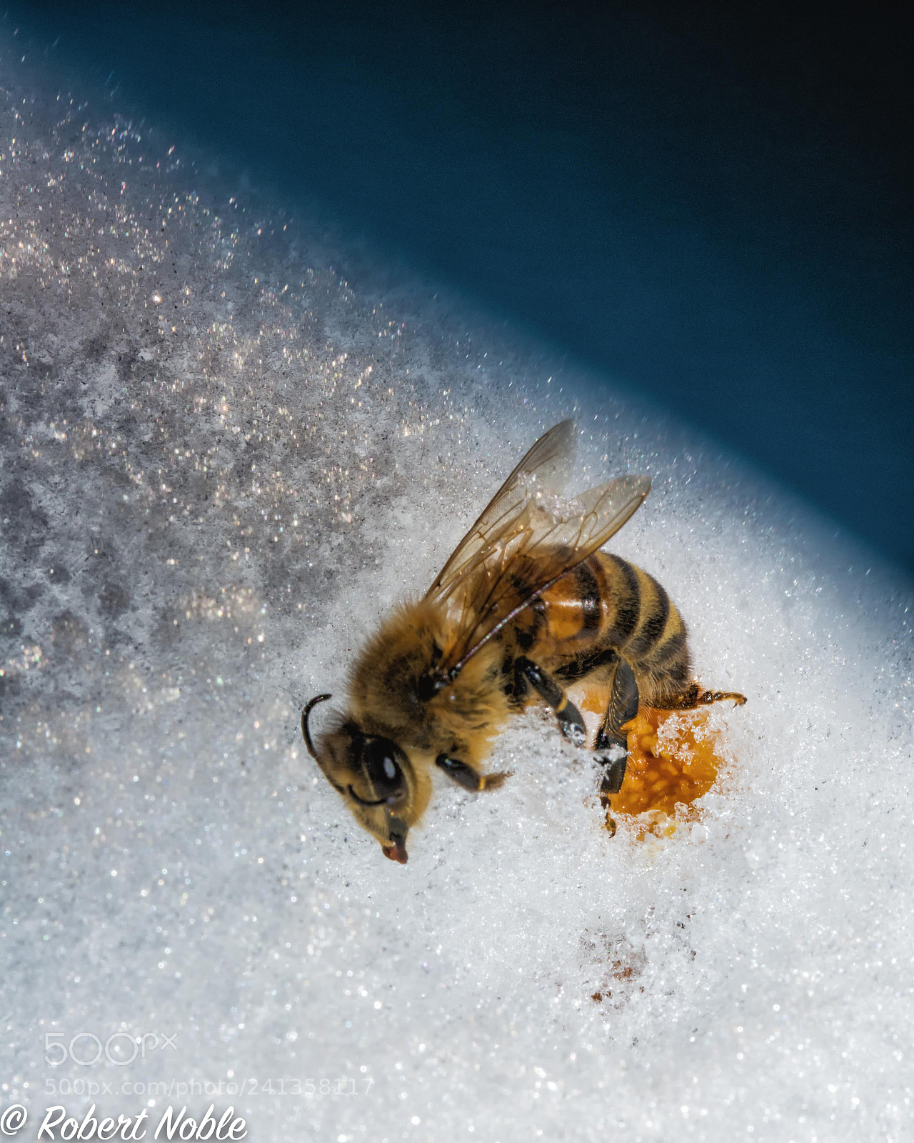 Nikon D7200 sample photo. Bee on snow. photography