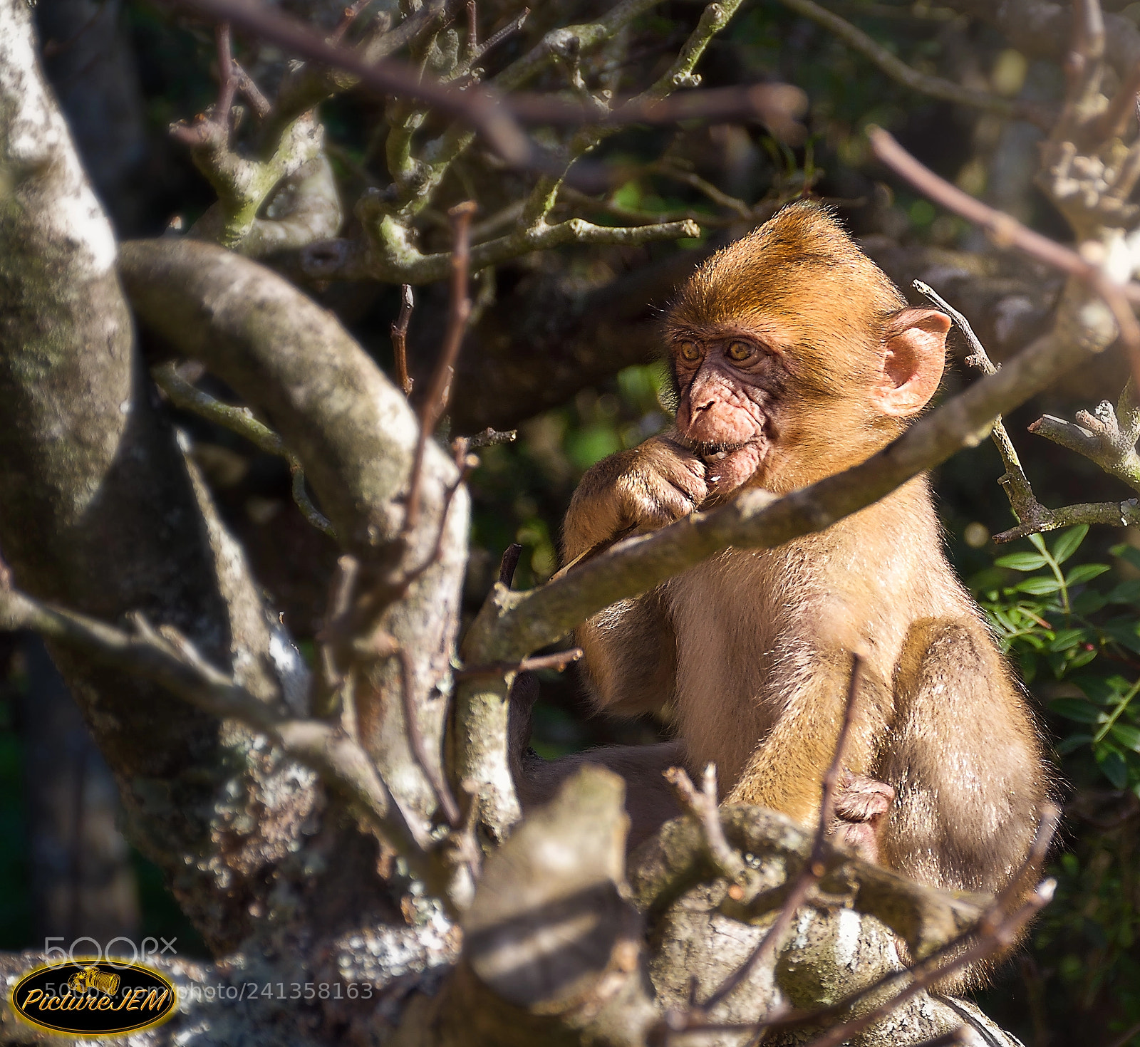 Nikon D5500 sample photo. Picando algo photography