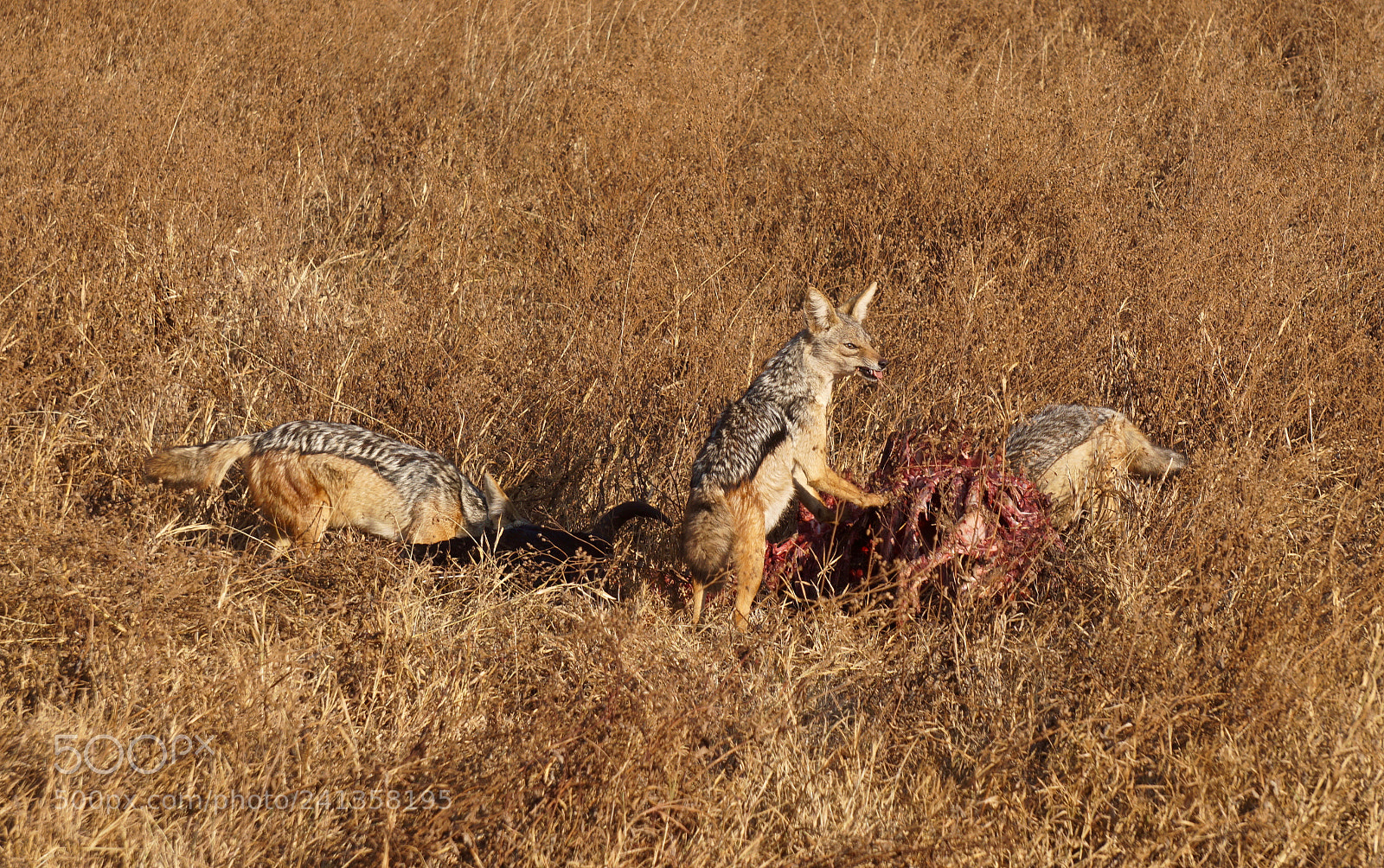 Sony Alpha a5000 (ILCE 5000) sample photo. Jackals at ngorongoro crater photography