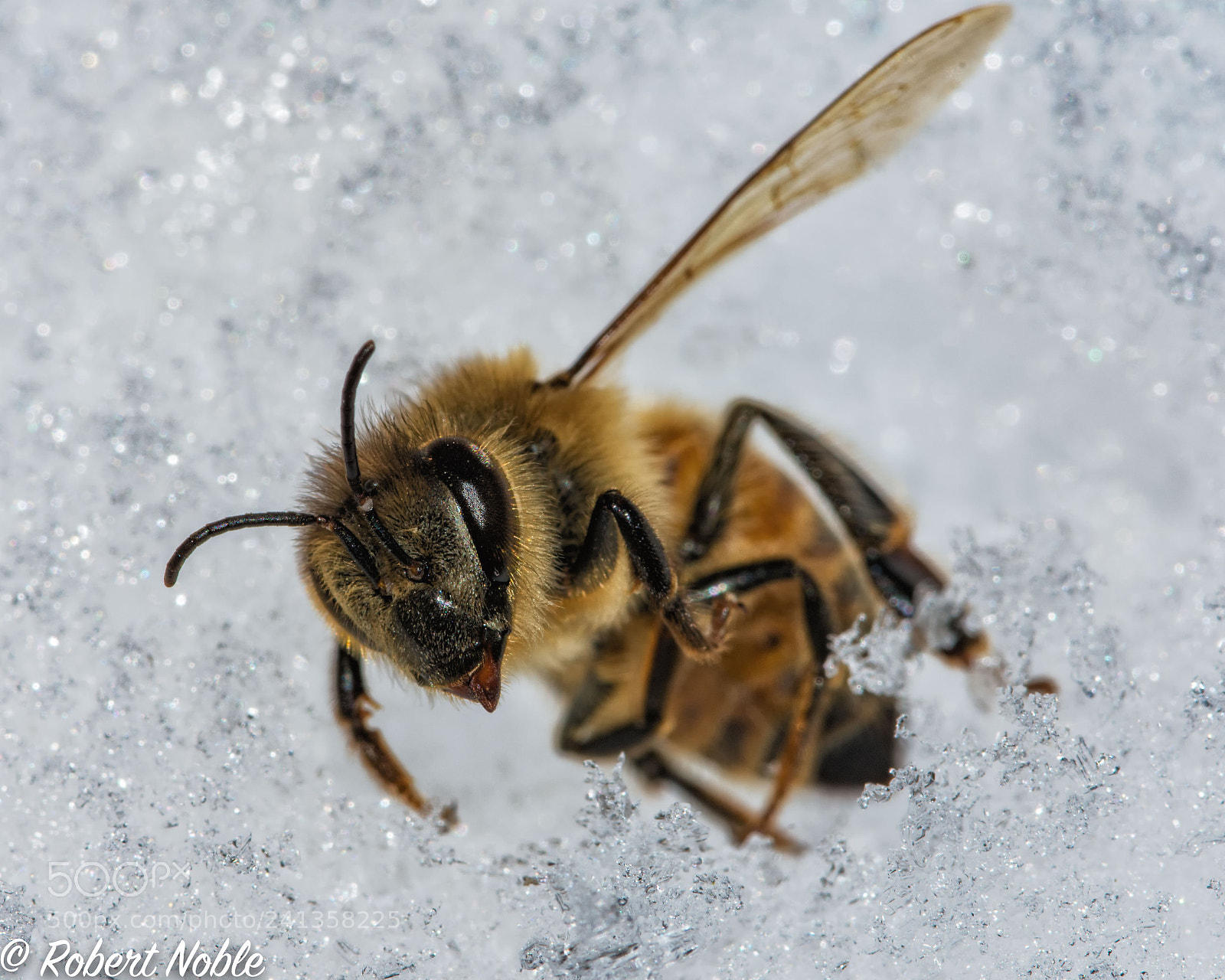 Nikon D7200 sample photo. Bee in snow. photography