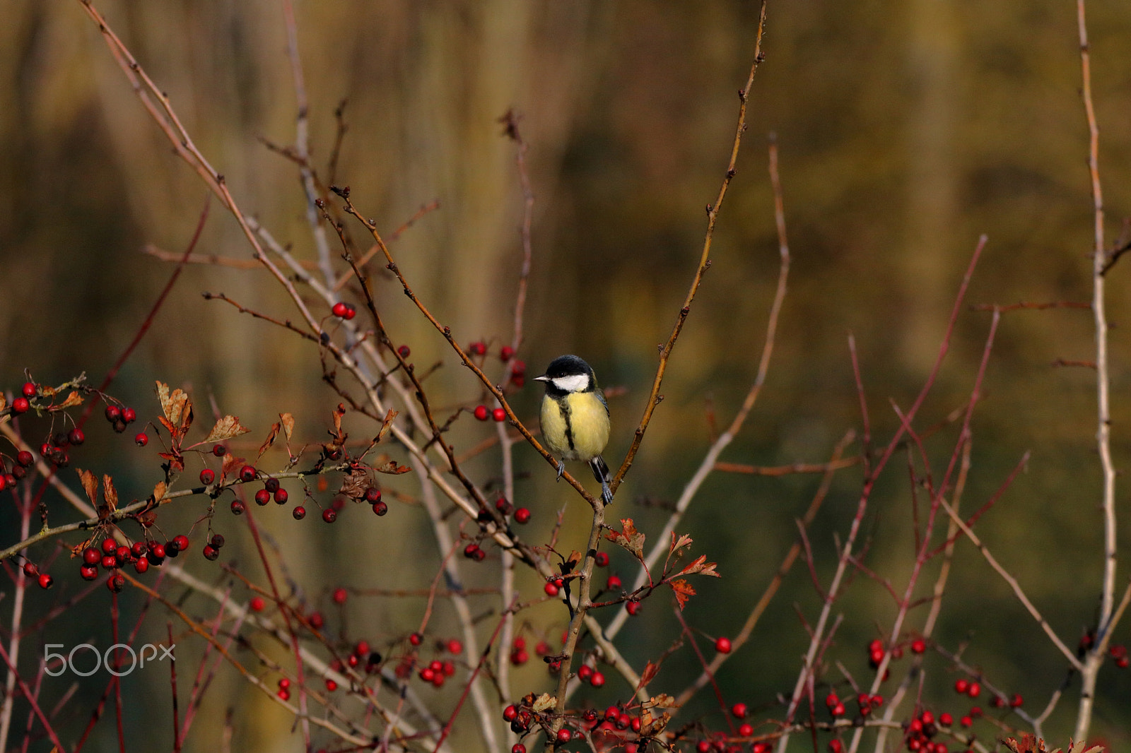 Canon EOS 760D (EOS Rebel T6s / EOS 8000D) + Sigma 150-600mm F5-6.3 DG OS HSM | C sample photo. Cinciallegra photography