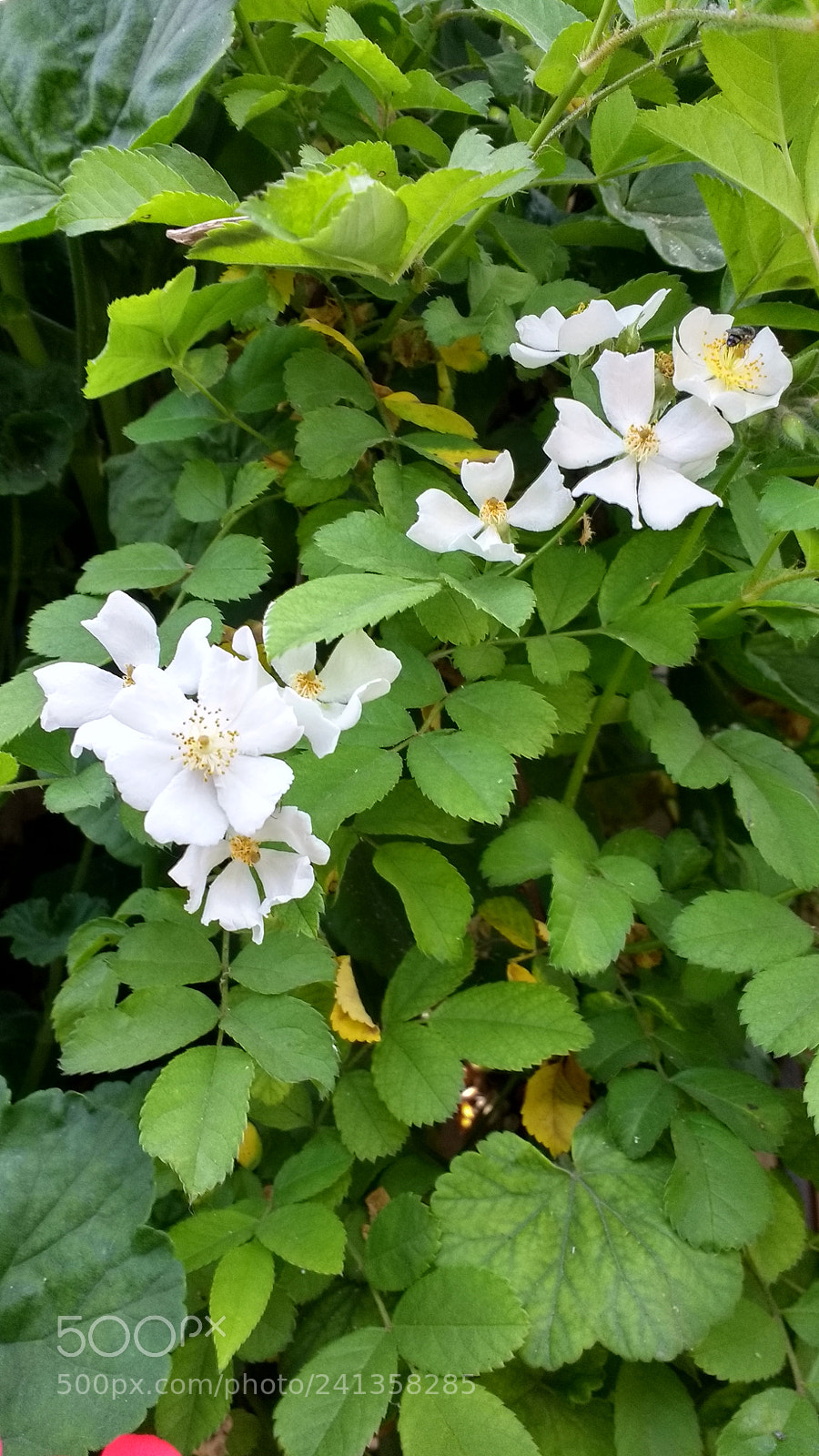 Motorola Moto G (4) sample photo. Untitled photography