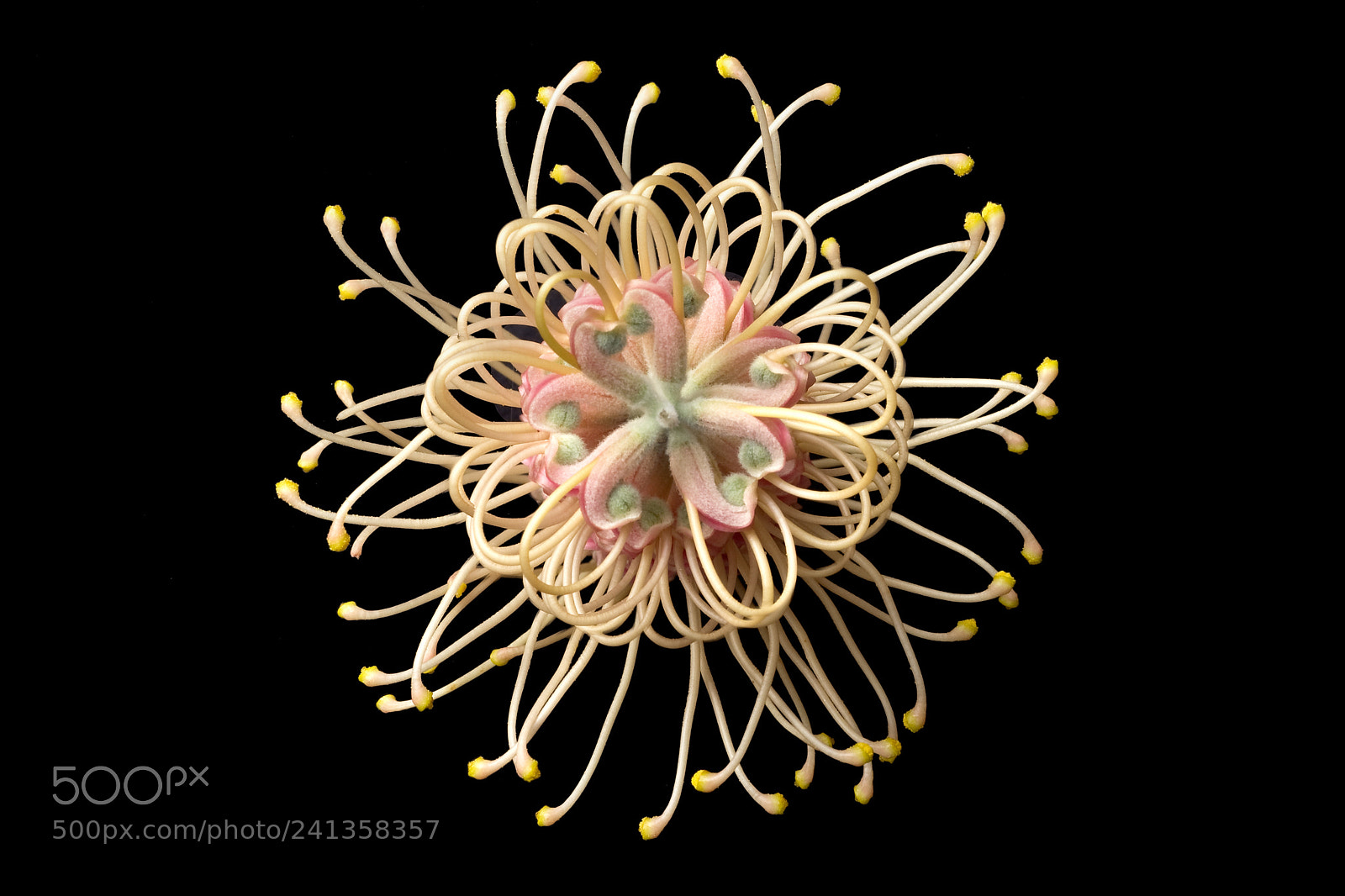 Pentax K-5 sample photo. Grevillea 'misty pink' photography
