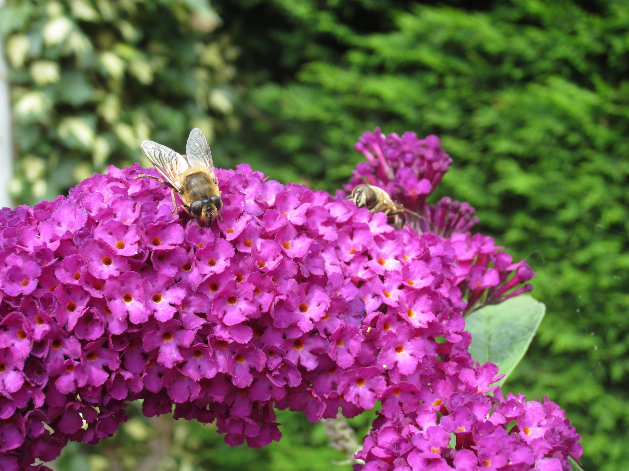 Canon PowerShot ELPH 300 HS (IXUS 220 HS / IXY 410F) sample photo. Buddleja with insects photography