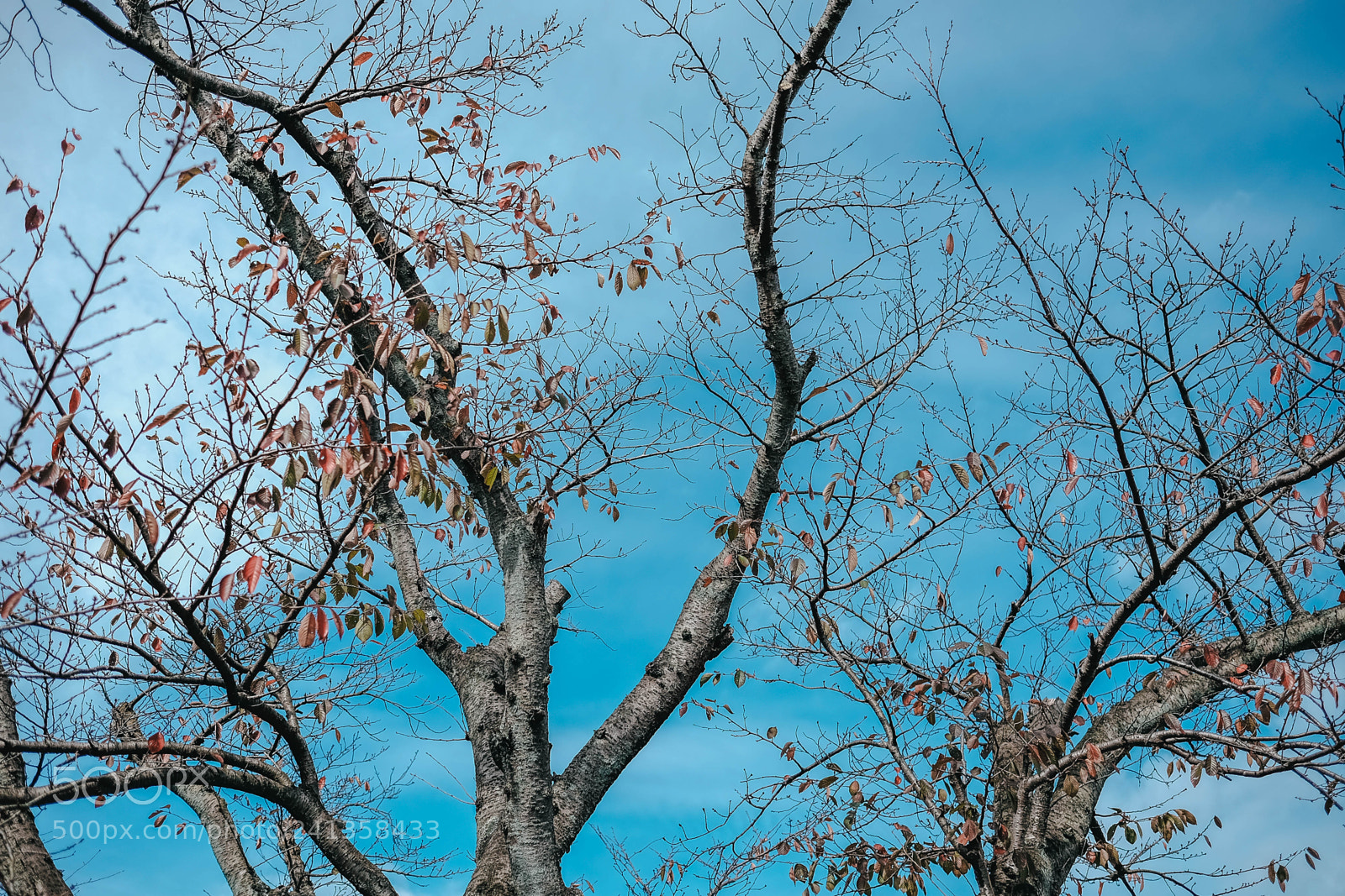 Fujifilm X-T10 sample photo. Dsf photography