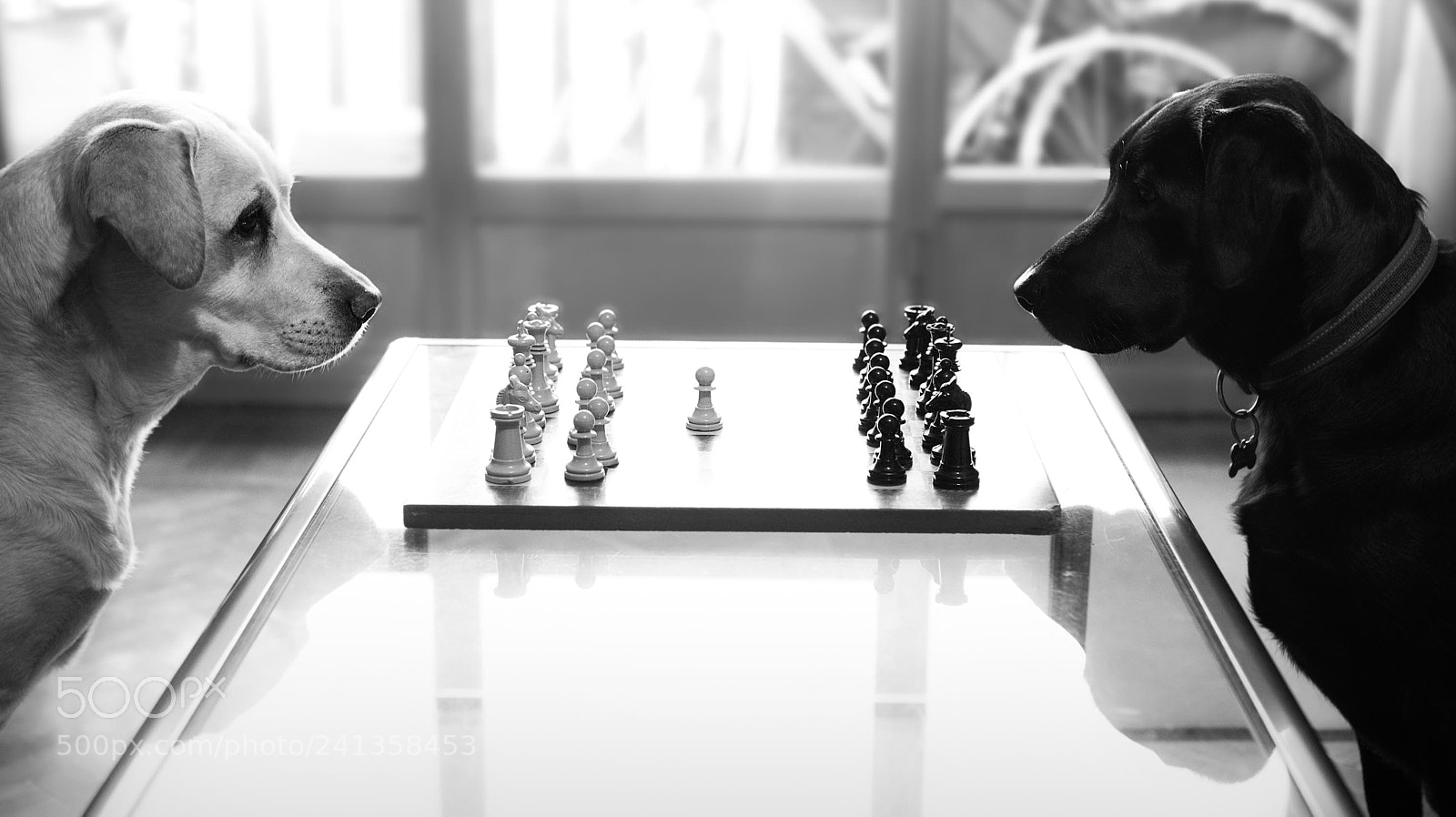 Nikon D7200 sample photo. Black against white photography