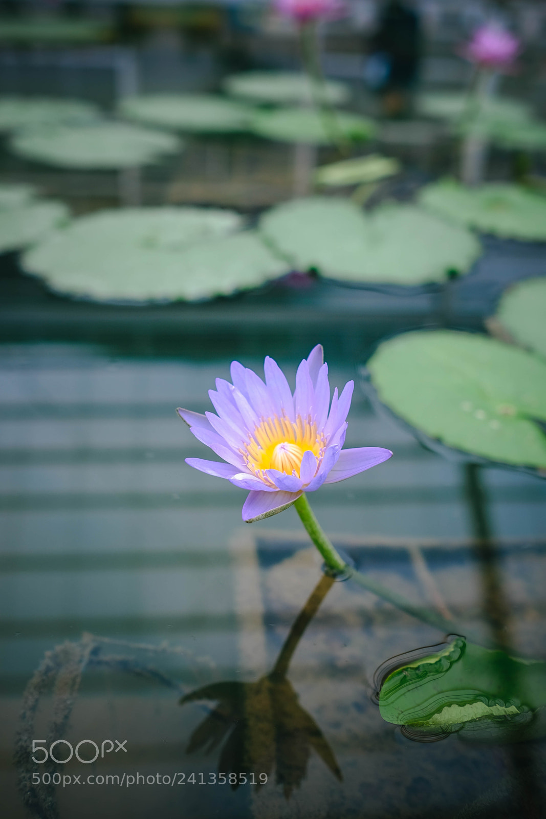 Fujifilm X-T10 sample photo. Dsf photography