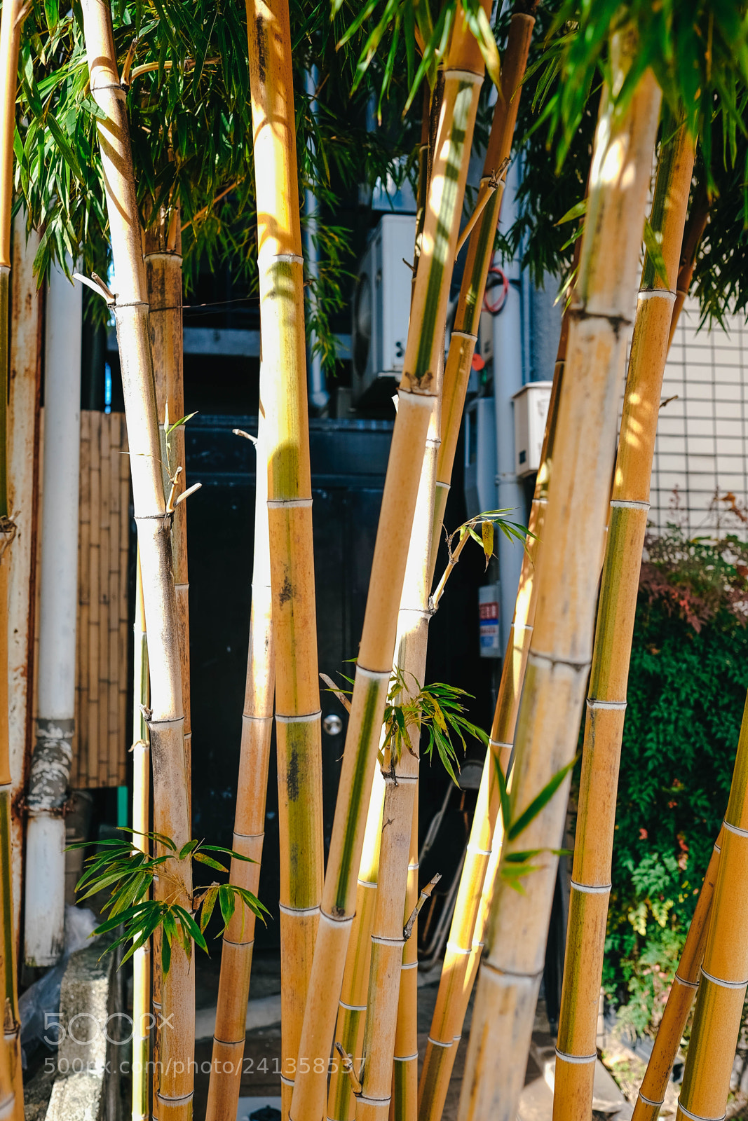 Fujifilm X-T10 sample photo. Dsf photography