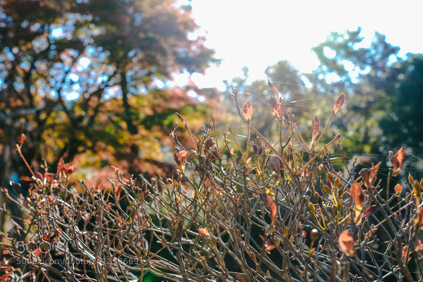 Fujifilm X-T10 sample photo. Dsf photography